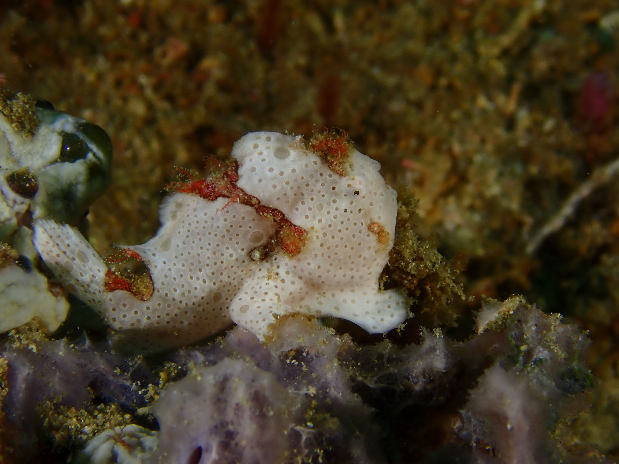 Antennaire verruqueux Antennarius maculatus