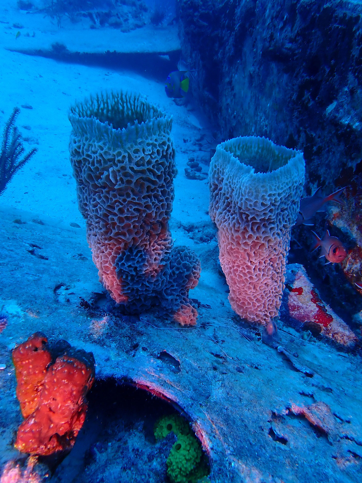 Eponge vase fluo Callyspongia plicifera