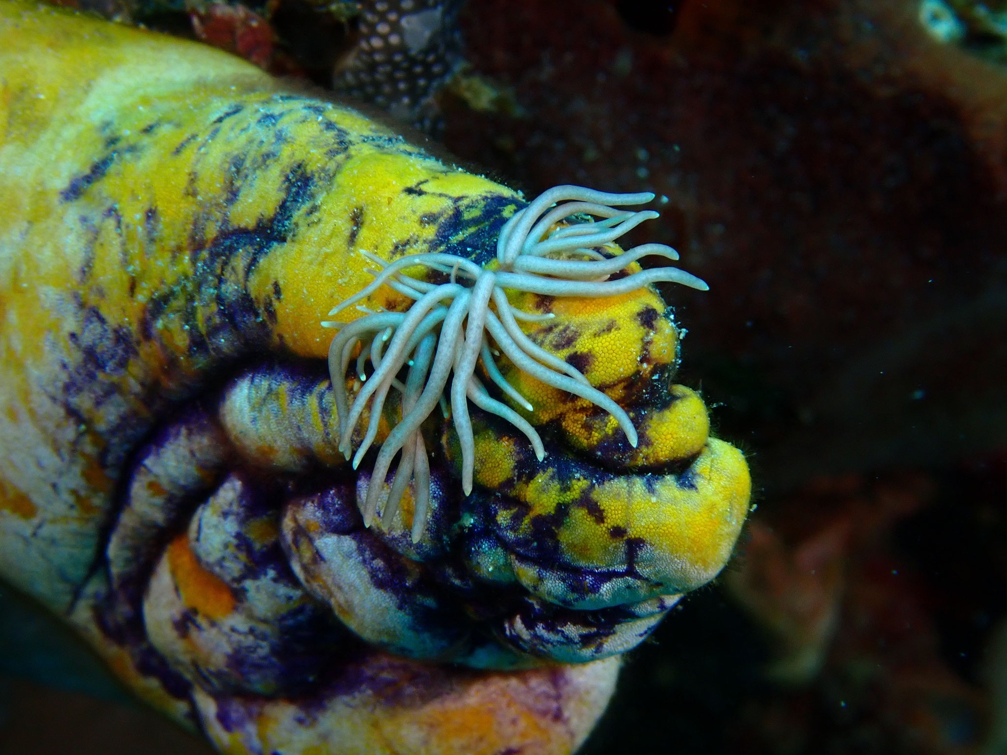 Phyllodesmium briareum