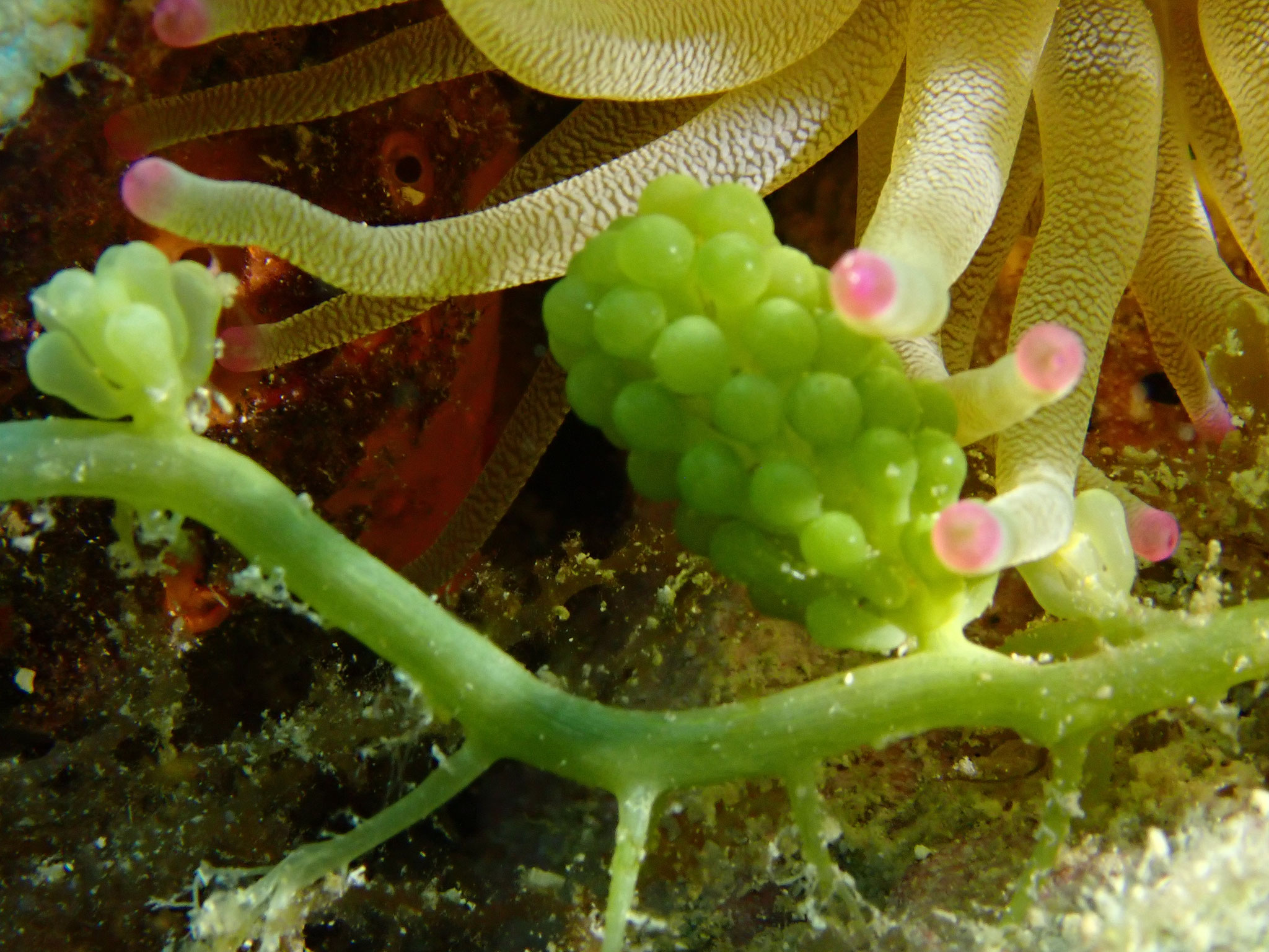 Caulerpe grappe Caulerpa racemosa