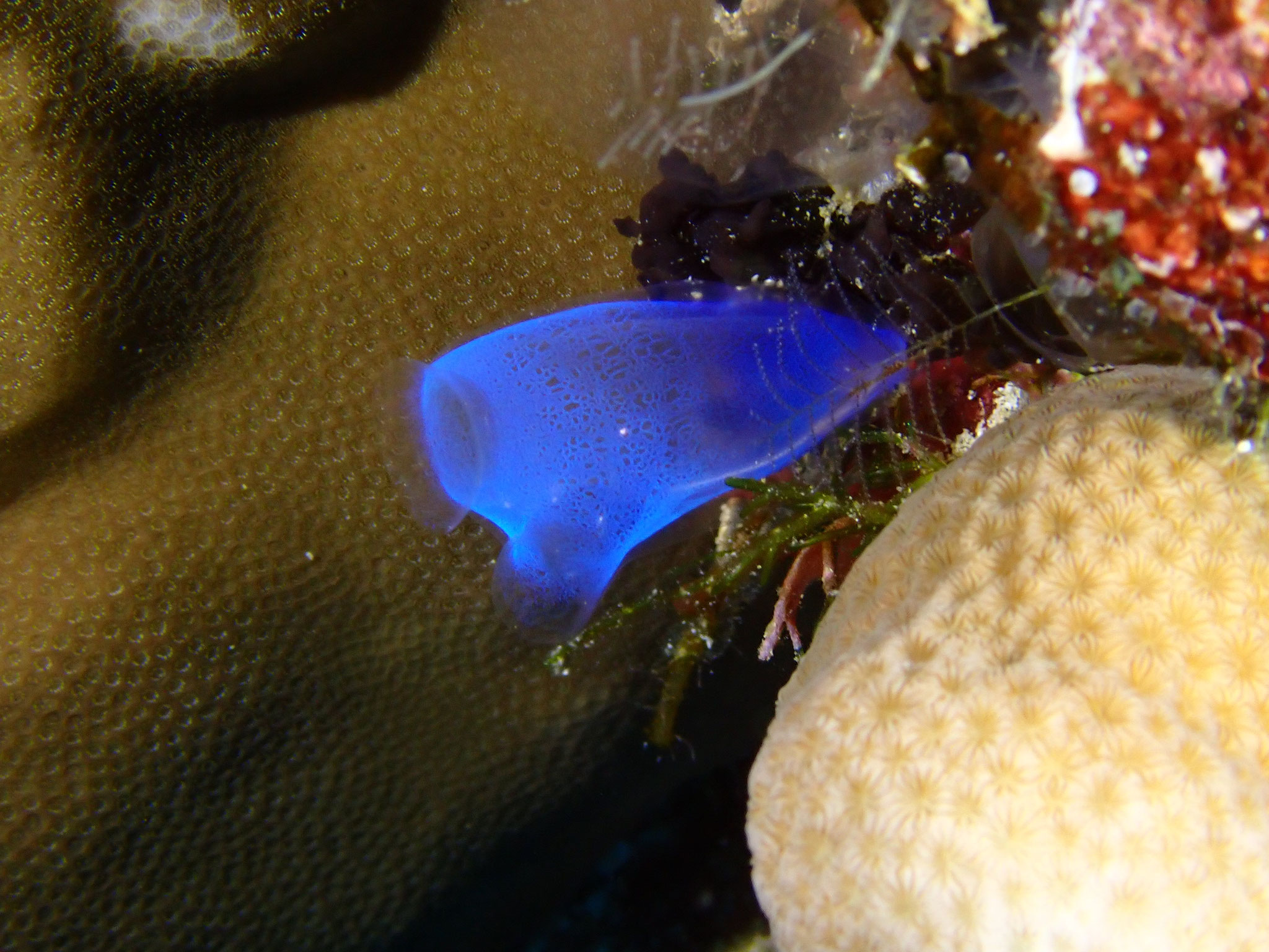 Ascidie bleu Rhopalaea crassa