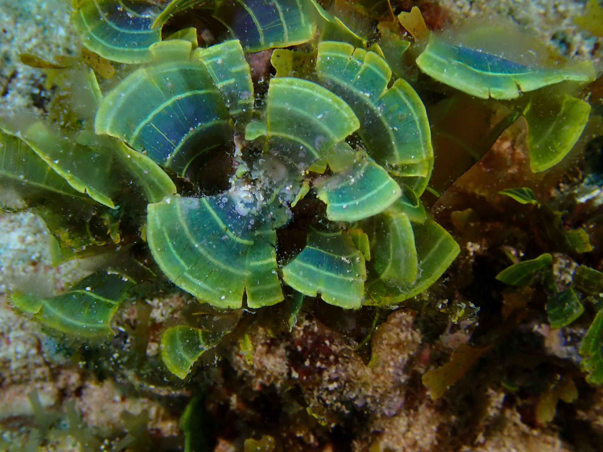 Stypopodium ceinturé Stypopodium zonale - Guadeloupe