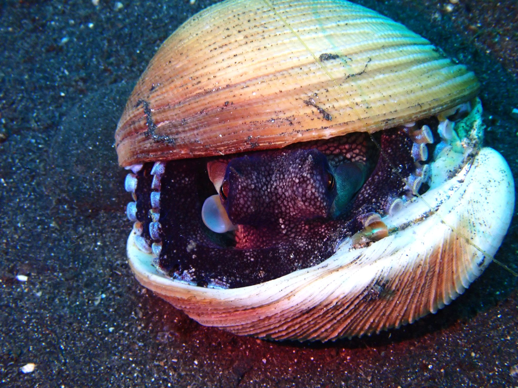 Poulpe veiné ou poulpe noix de coco Amphioctopus marginatus