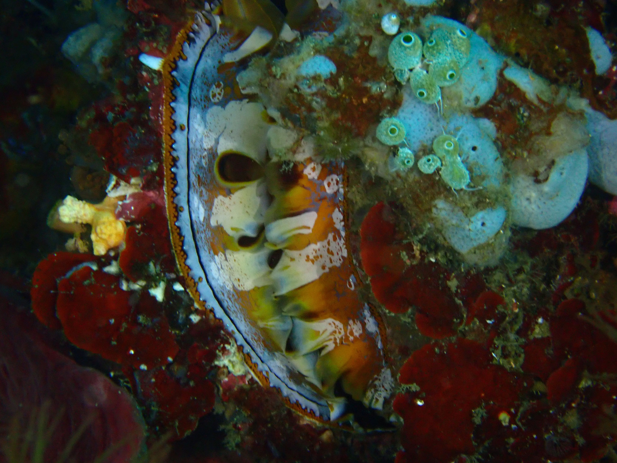Spondyle variable Spondylus varius