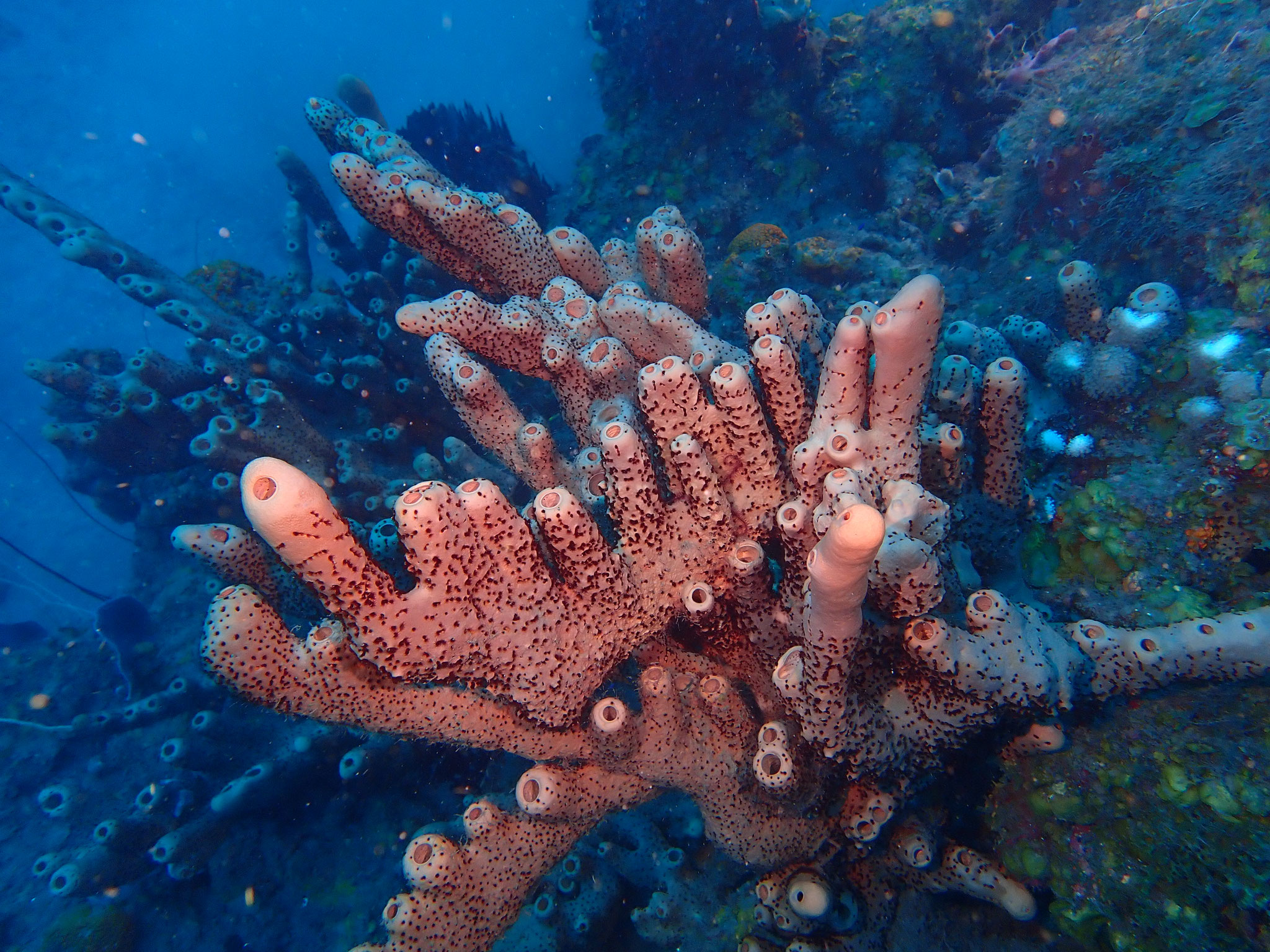 Eponge corne d'élan Agelas conifera
