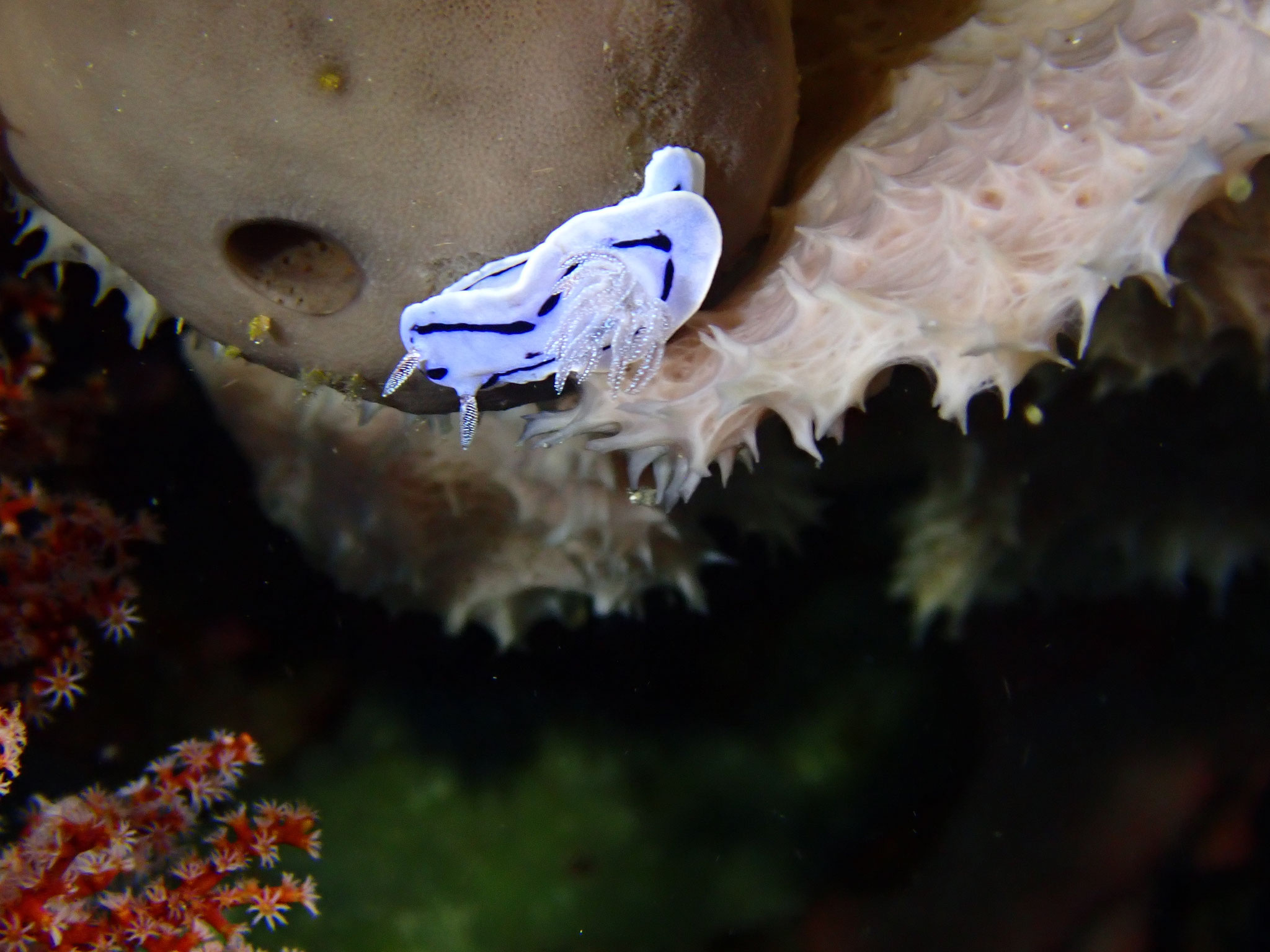Doris de Willan Chromodoris willani
