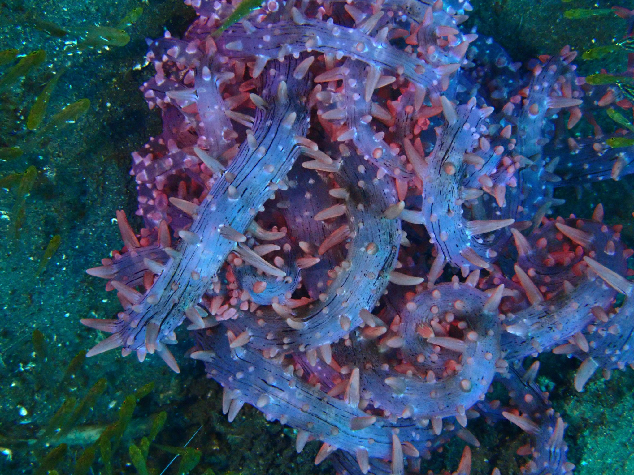 Anémone sp.