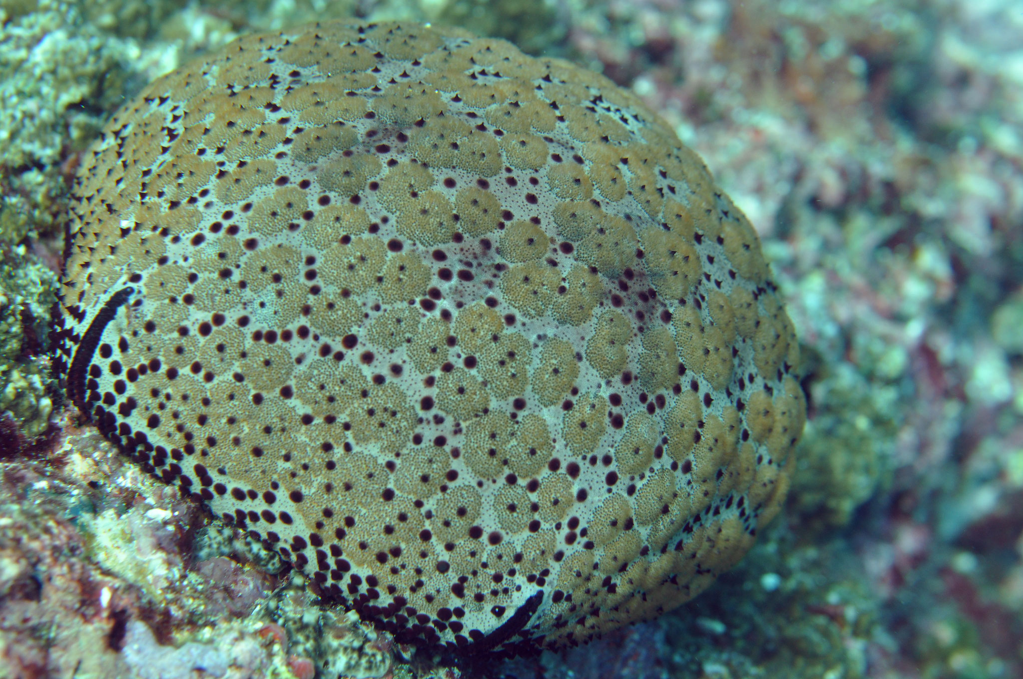 étoile de mer coussin (Culcita schmideliana)