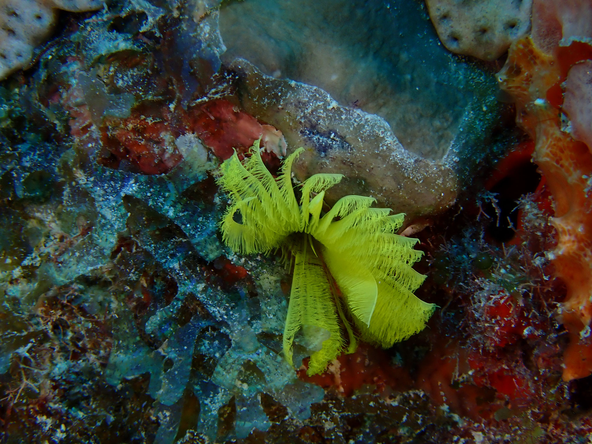 Sabelle jaune Notaulax occidentalis 