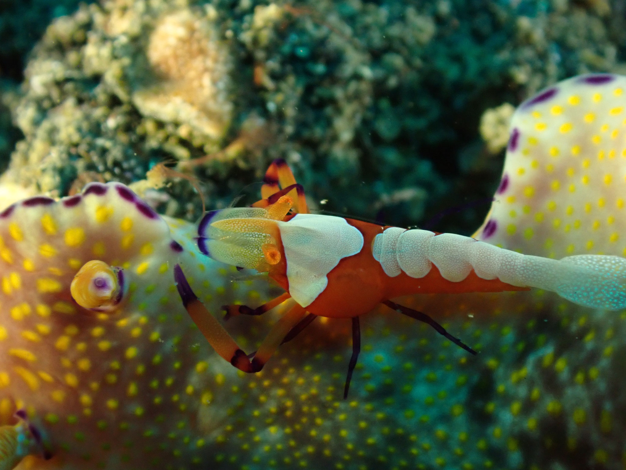 Crevette nettoyeuse impériale Zenopontonia 