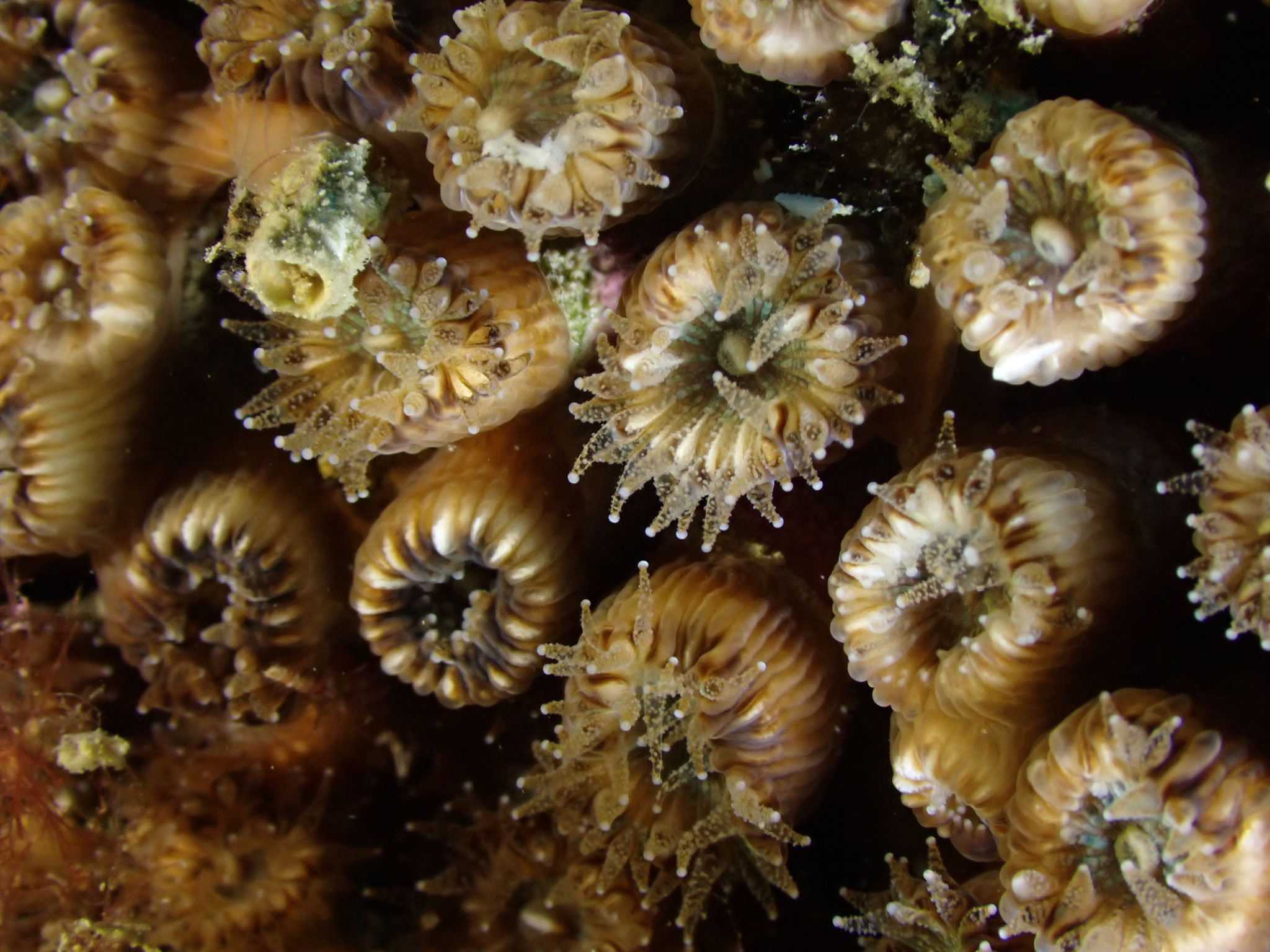 Cladocore en touffe Cladocora caespitosa