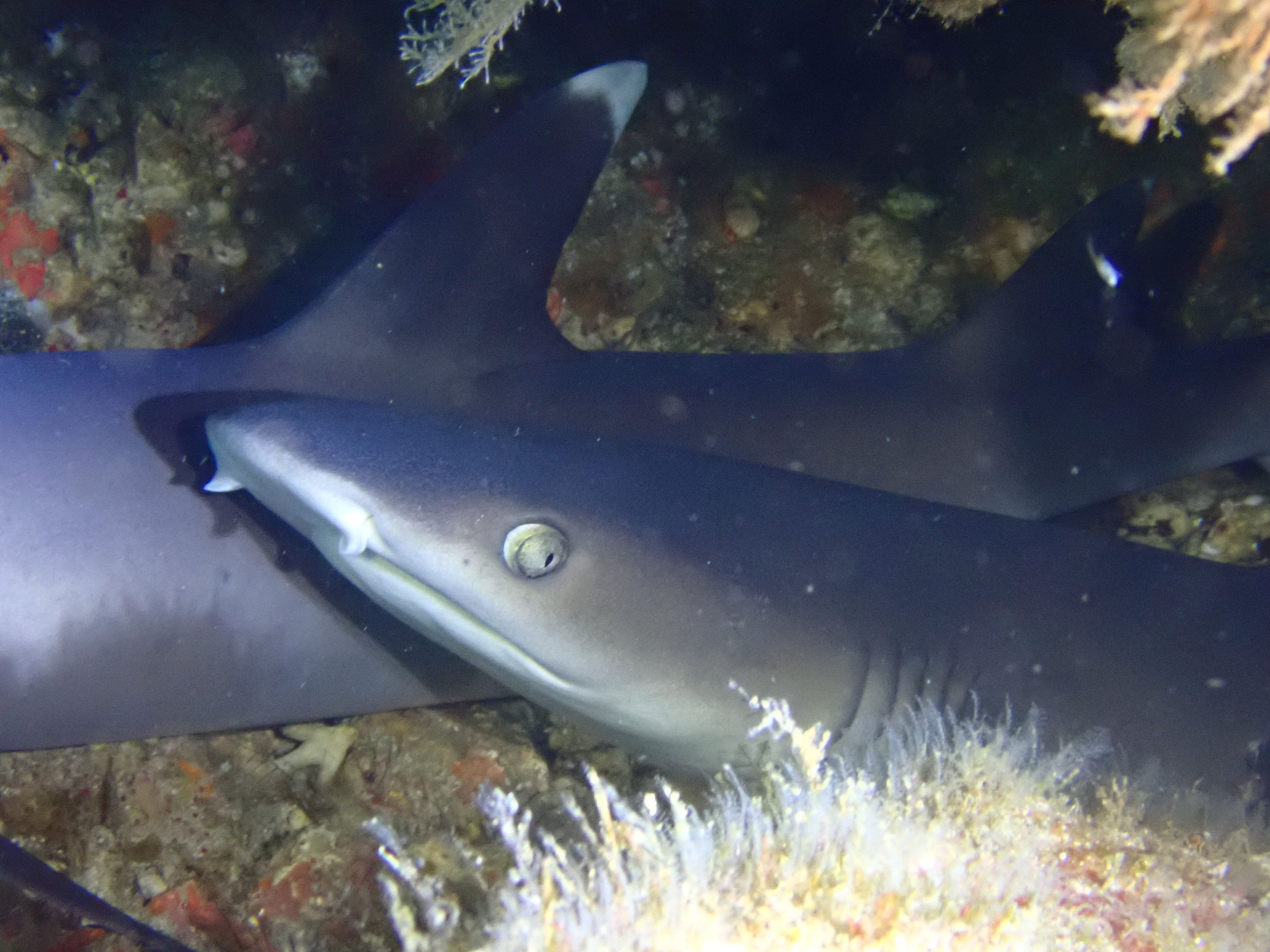 Requin pointe blanche