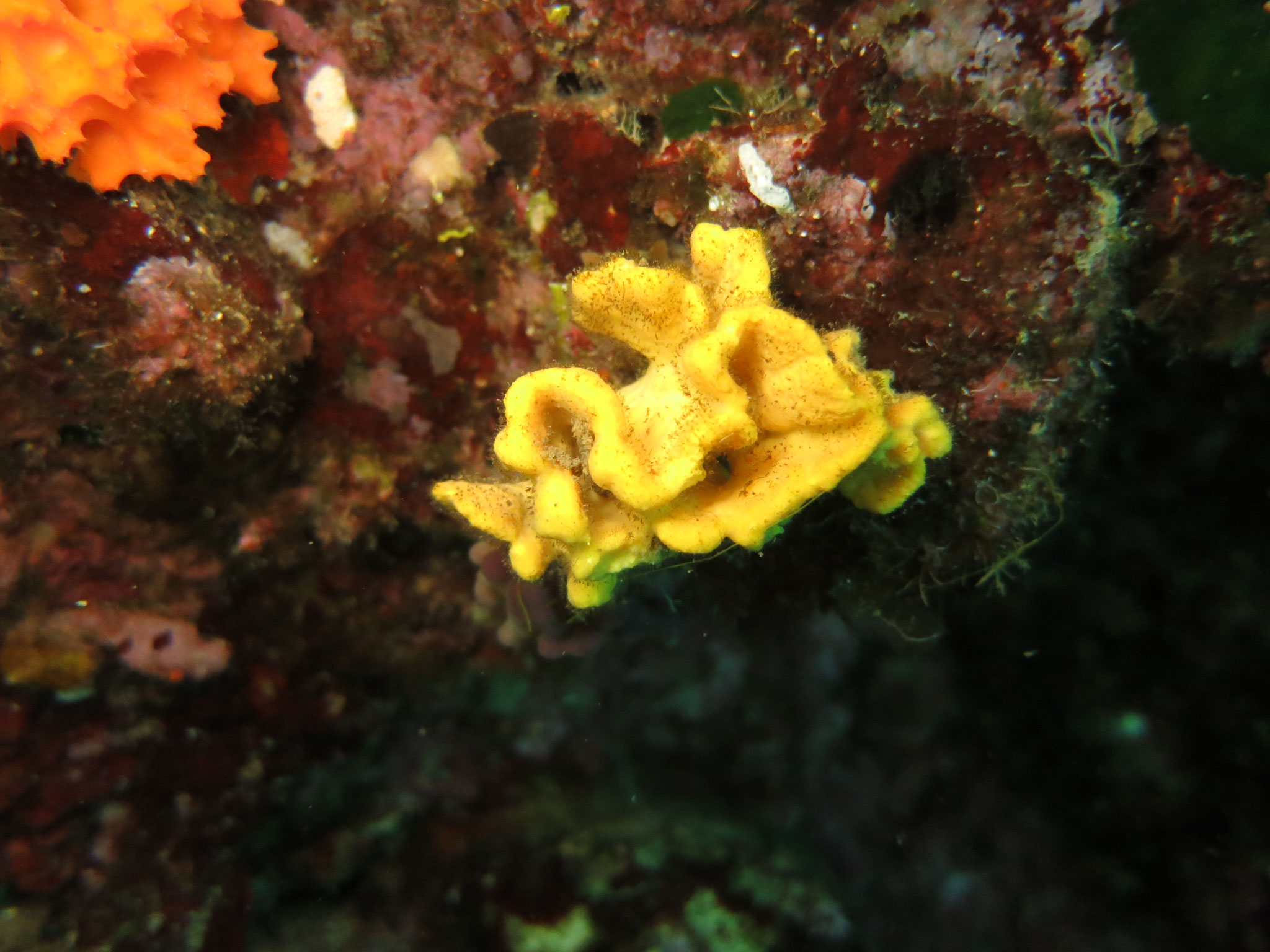 Axinelle plate Axinella damicornis