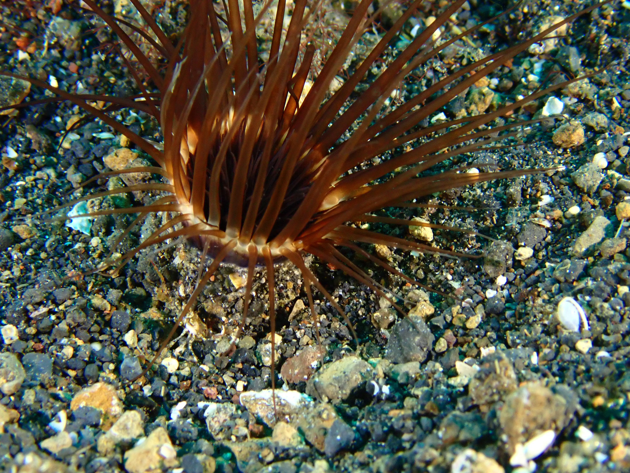 Grand cérianthe