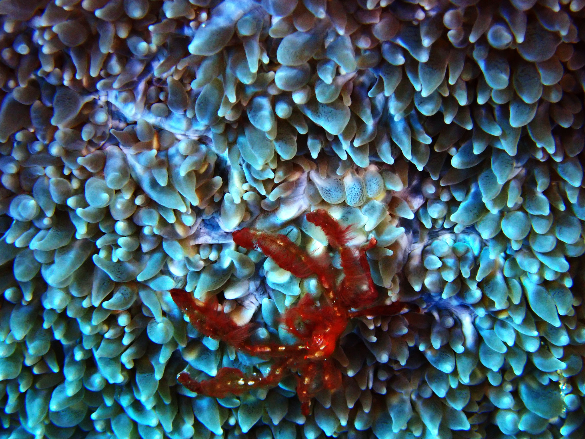 Crabe orang-outan Achaeus japonicus