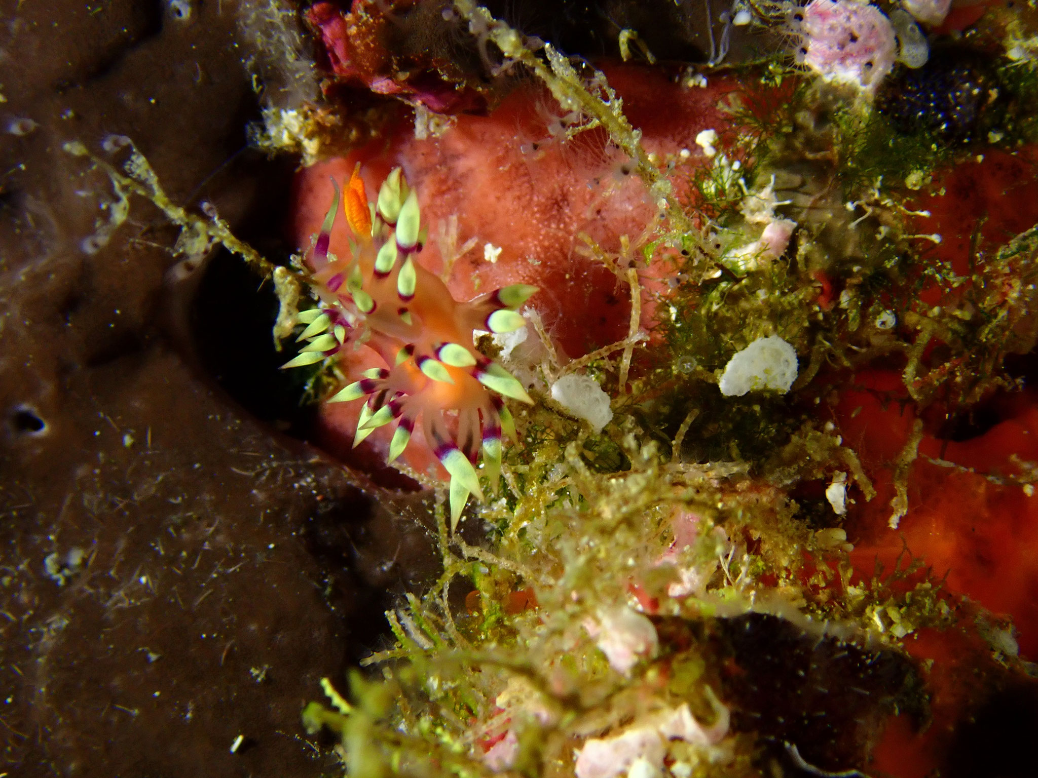 Flabelline de la passion Coryphellina exoptata