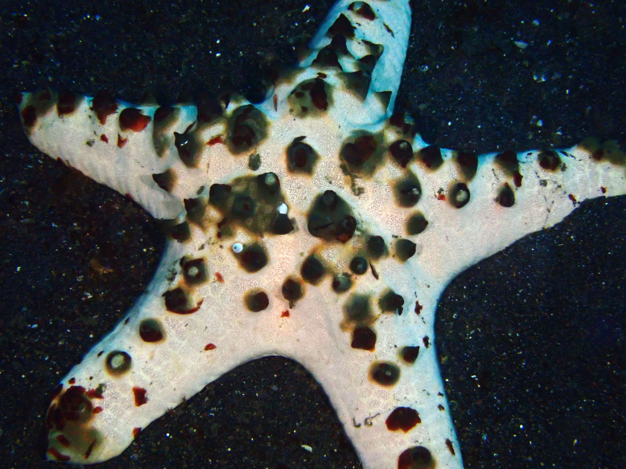 Étoile de mer à cornes du Pacifique Protoreaster nodosus
