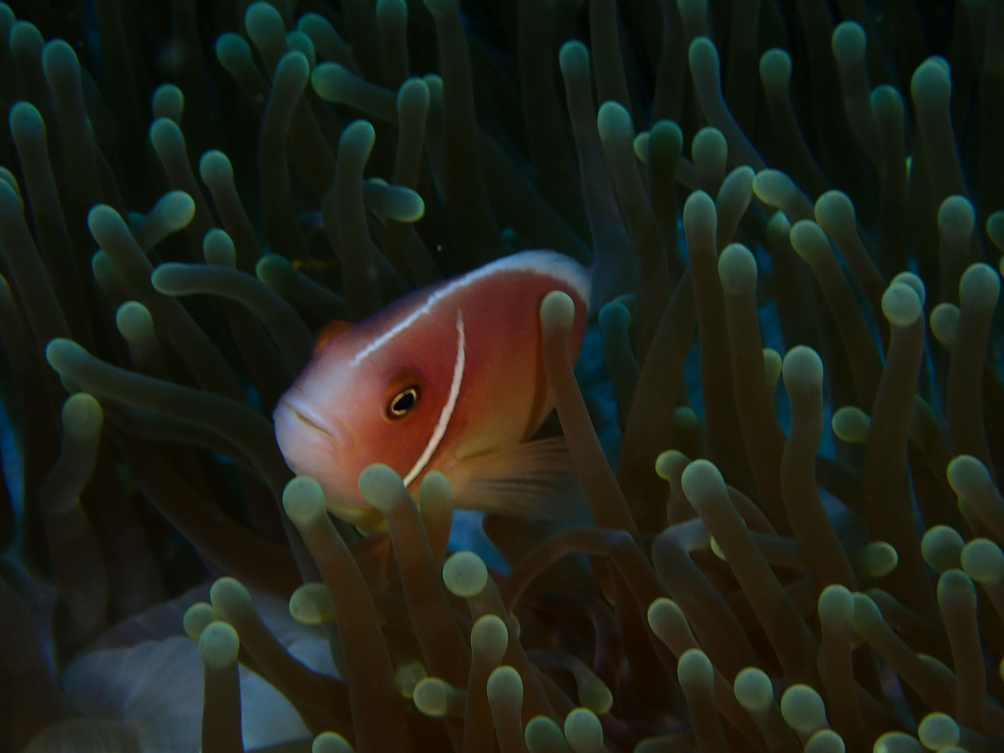Poisson-clown rose Amphiprion perideraion 