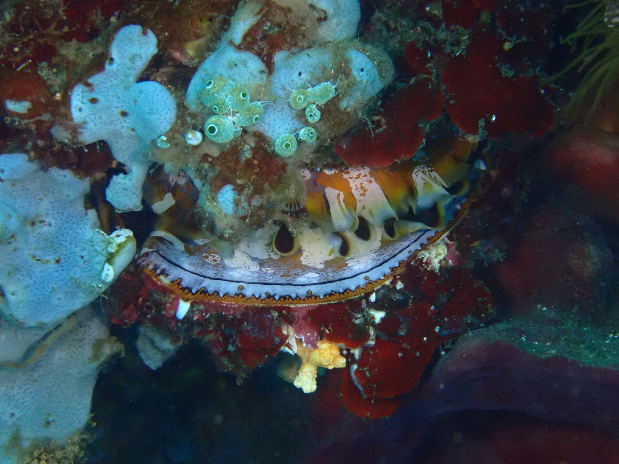 Spondyle variable Spondylus varius