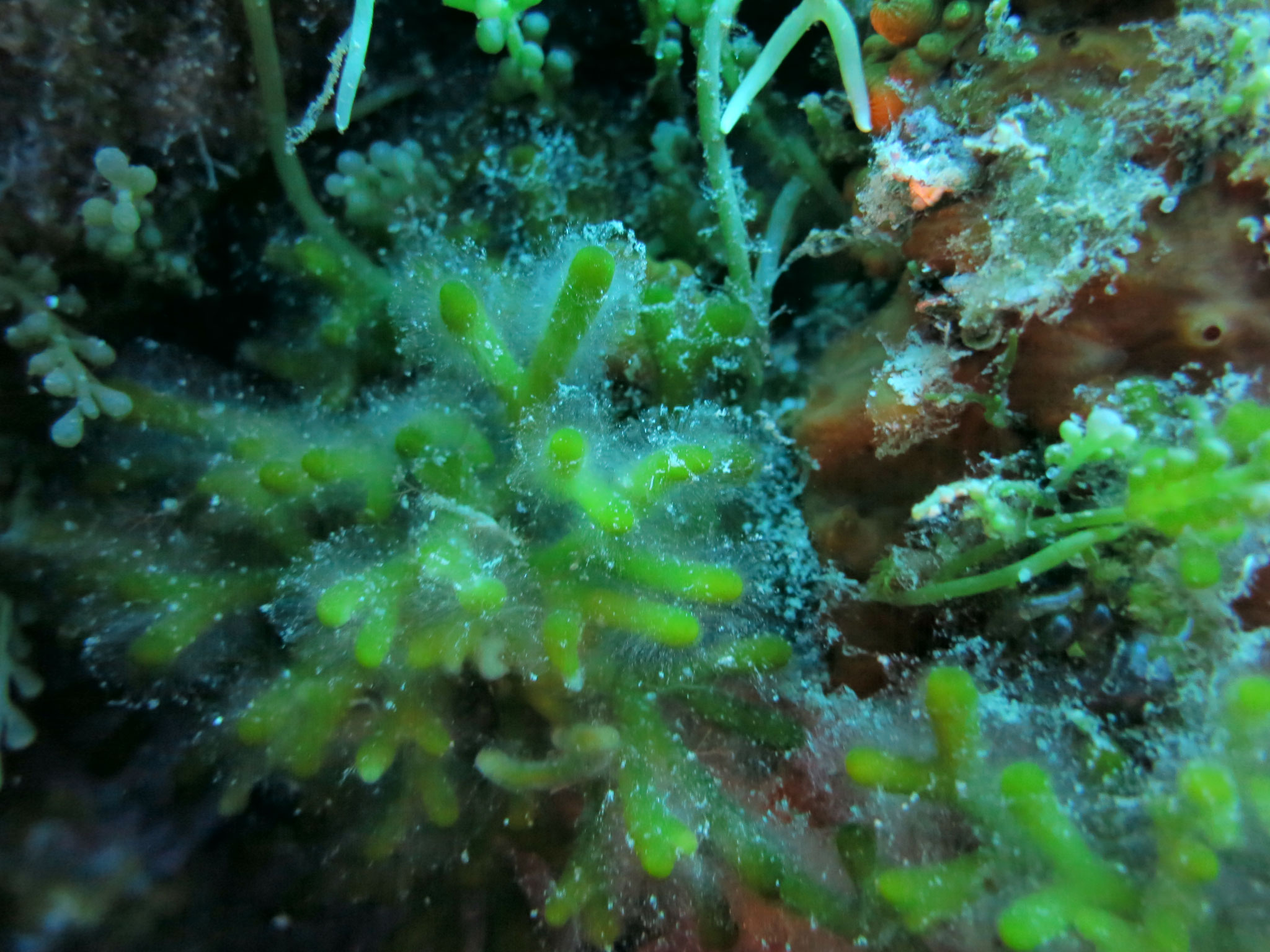 Codium fragile Codium fragile subsp. fragile