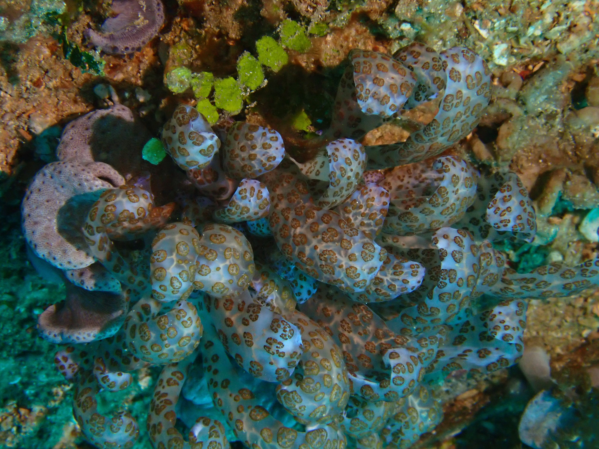Phyllodesmium longicirrum