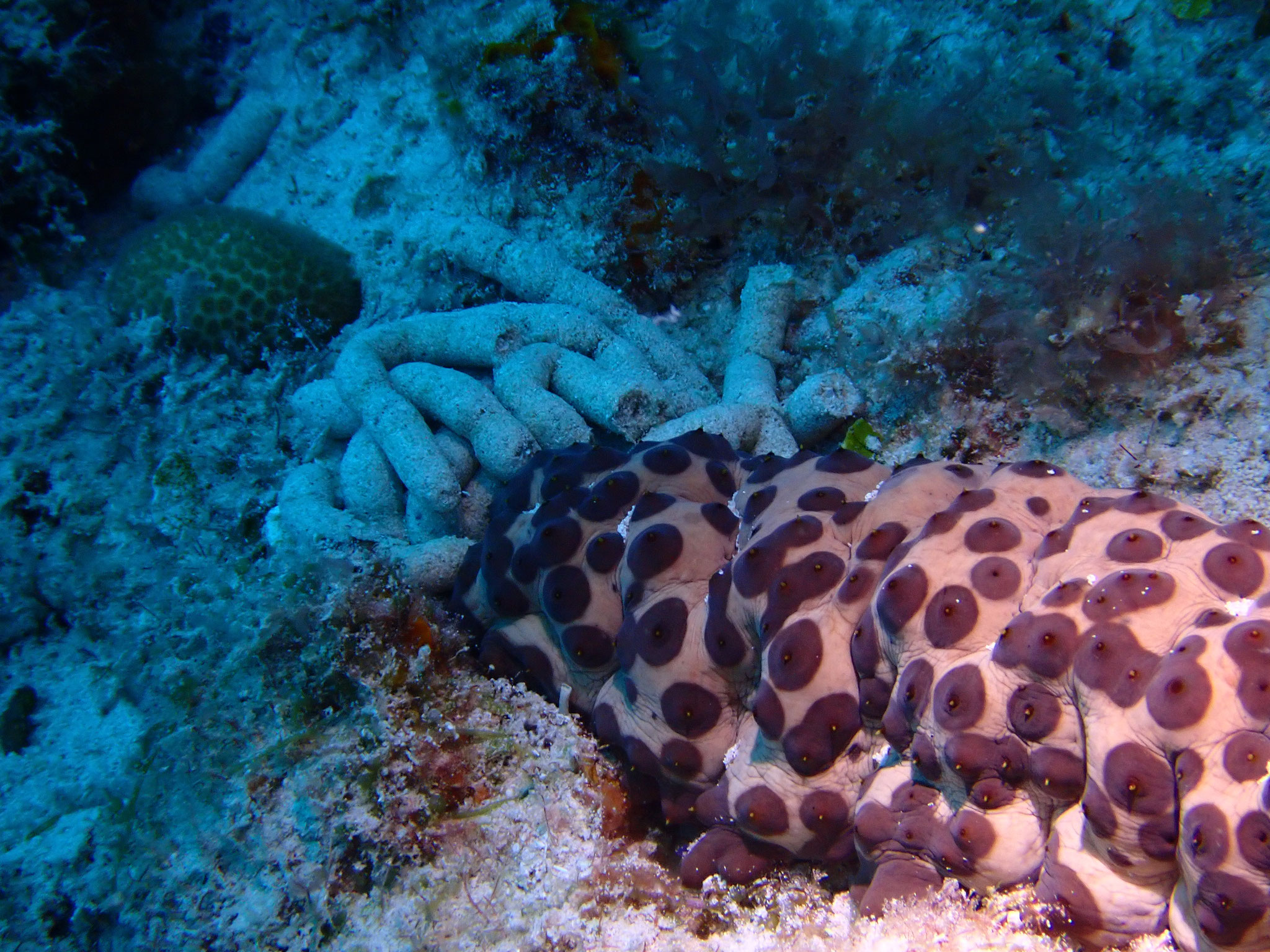 Holothurie à point Heteropriacanthus cruentatus 