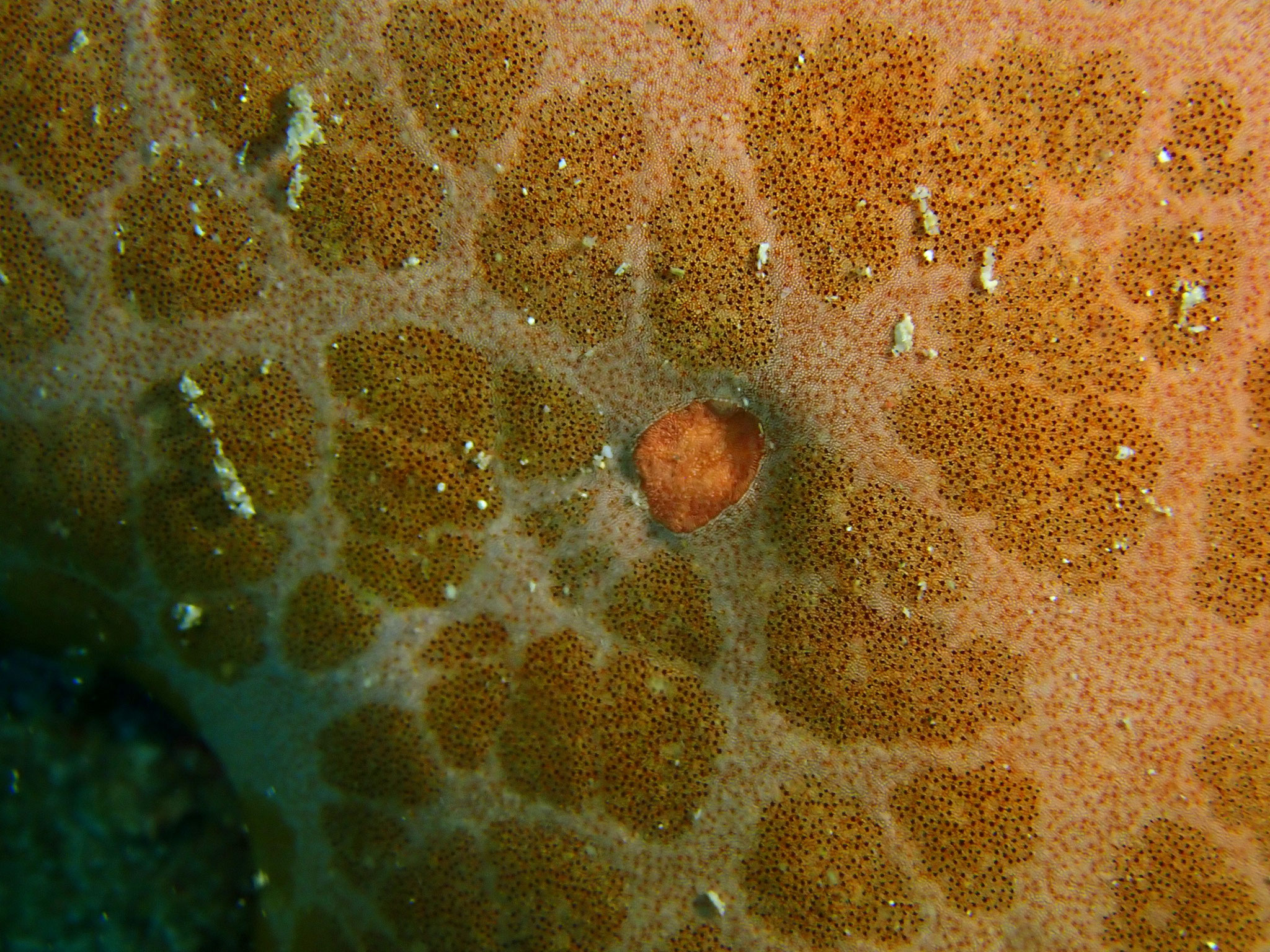 Etoile-coussin granuleuse Choriaster granulatus