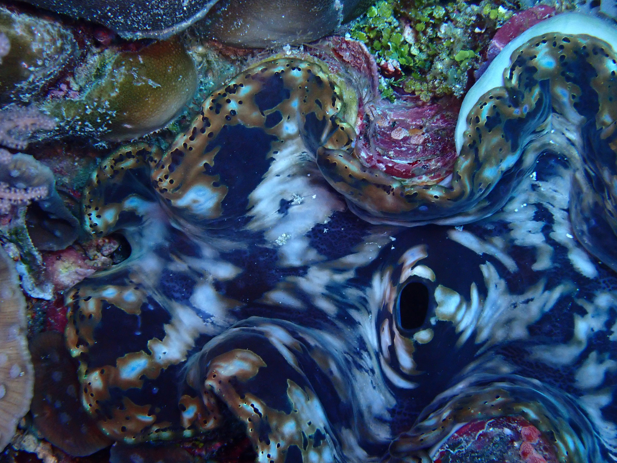 Bénitier commun Tridacna maxima