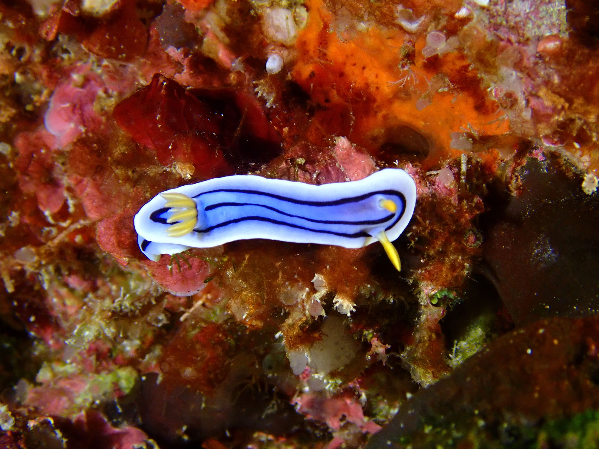 Chromodoris d'Elisabeth Chromodoris elisabethina