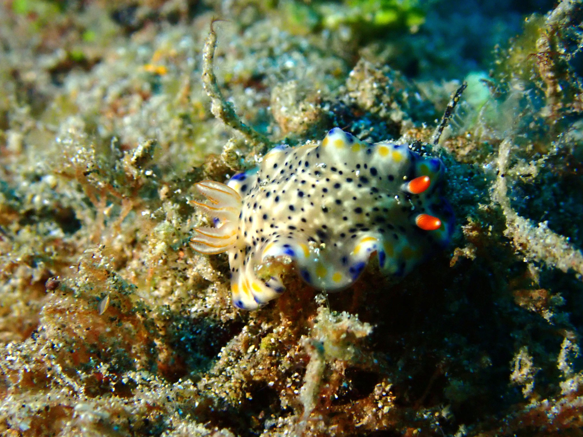 Doris peinturlurée Hypselodoris infucata