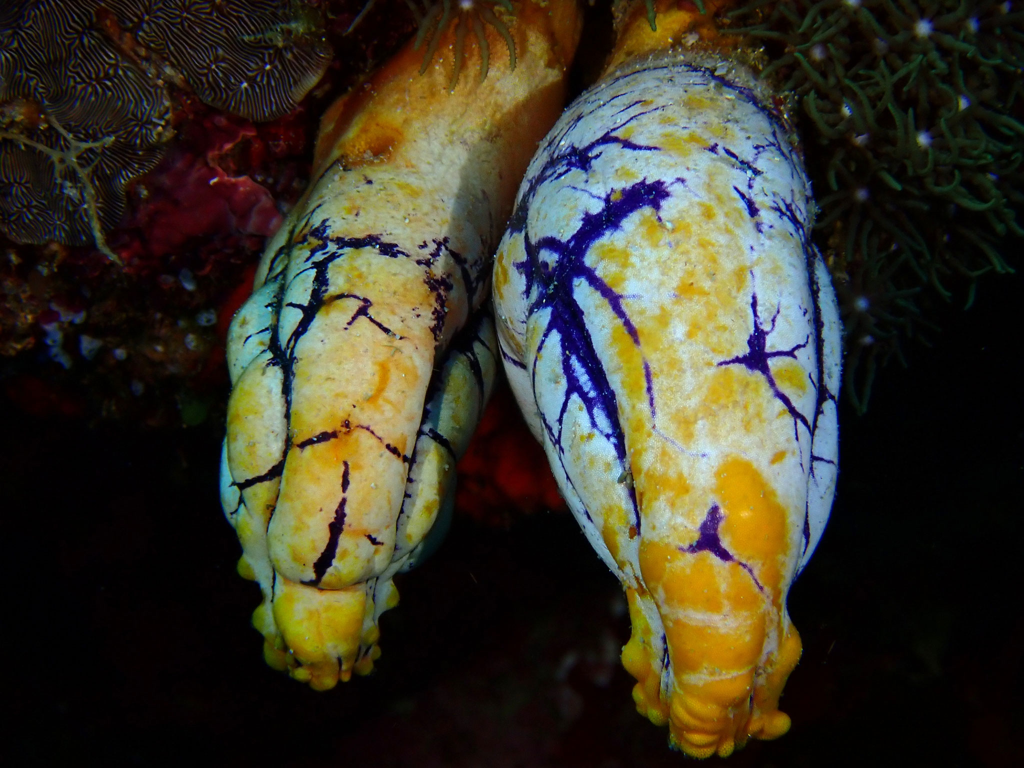 Tunicier Polycarpa aurata 