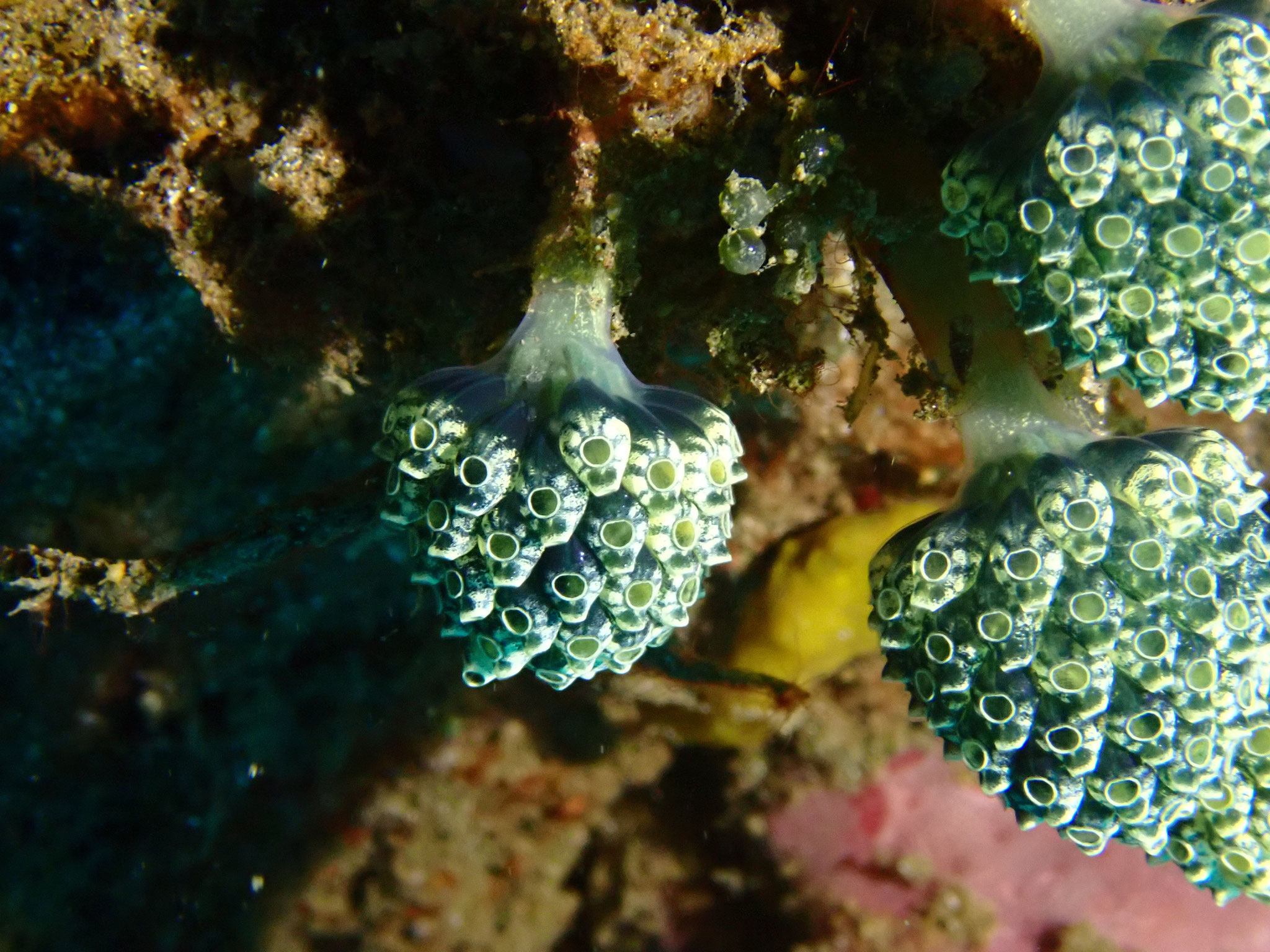 Ascidie pédonculée bleue Nephtheis fascicularis