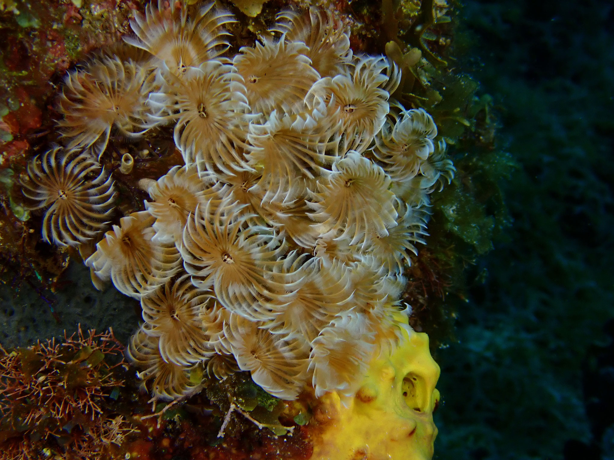 Sabelle sociale Bispira brunnea 
