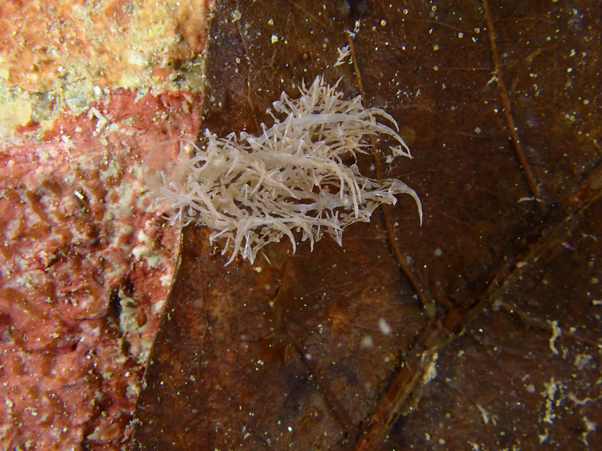 Melibe de Coleman Melibe colemani
