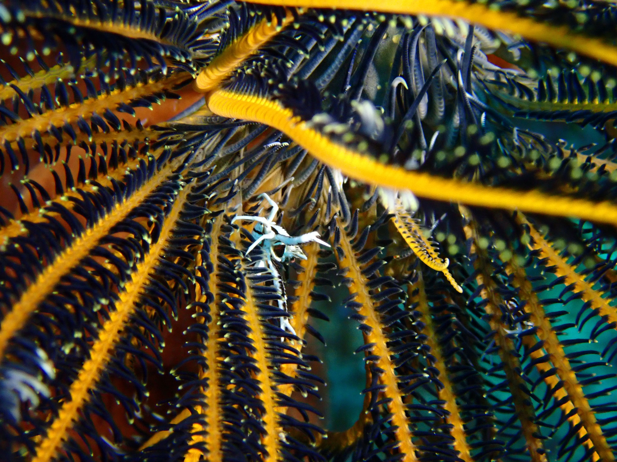 Galathée des comatules Allogalathea elegans
