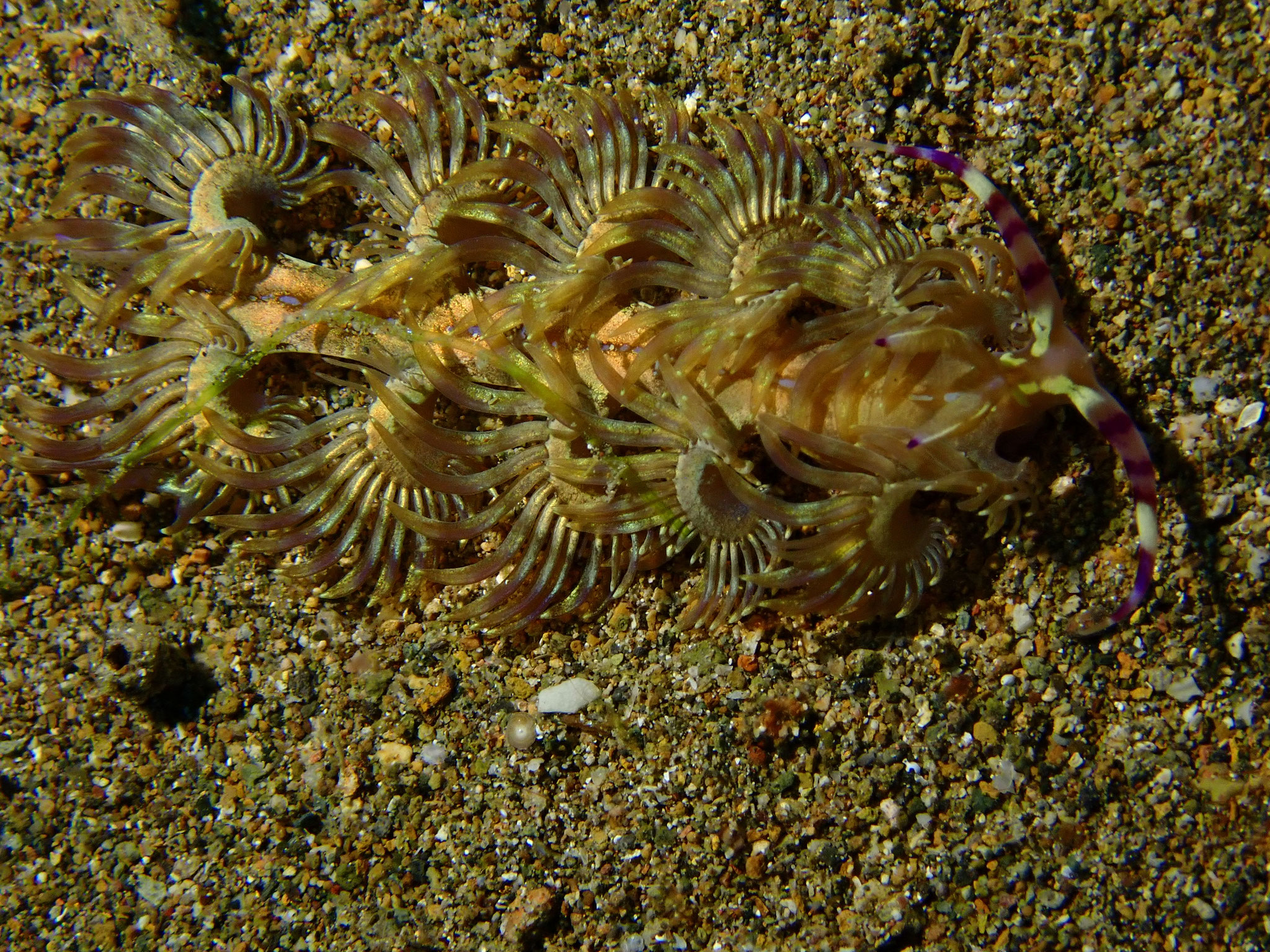 Pteraeolidia ianthina