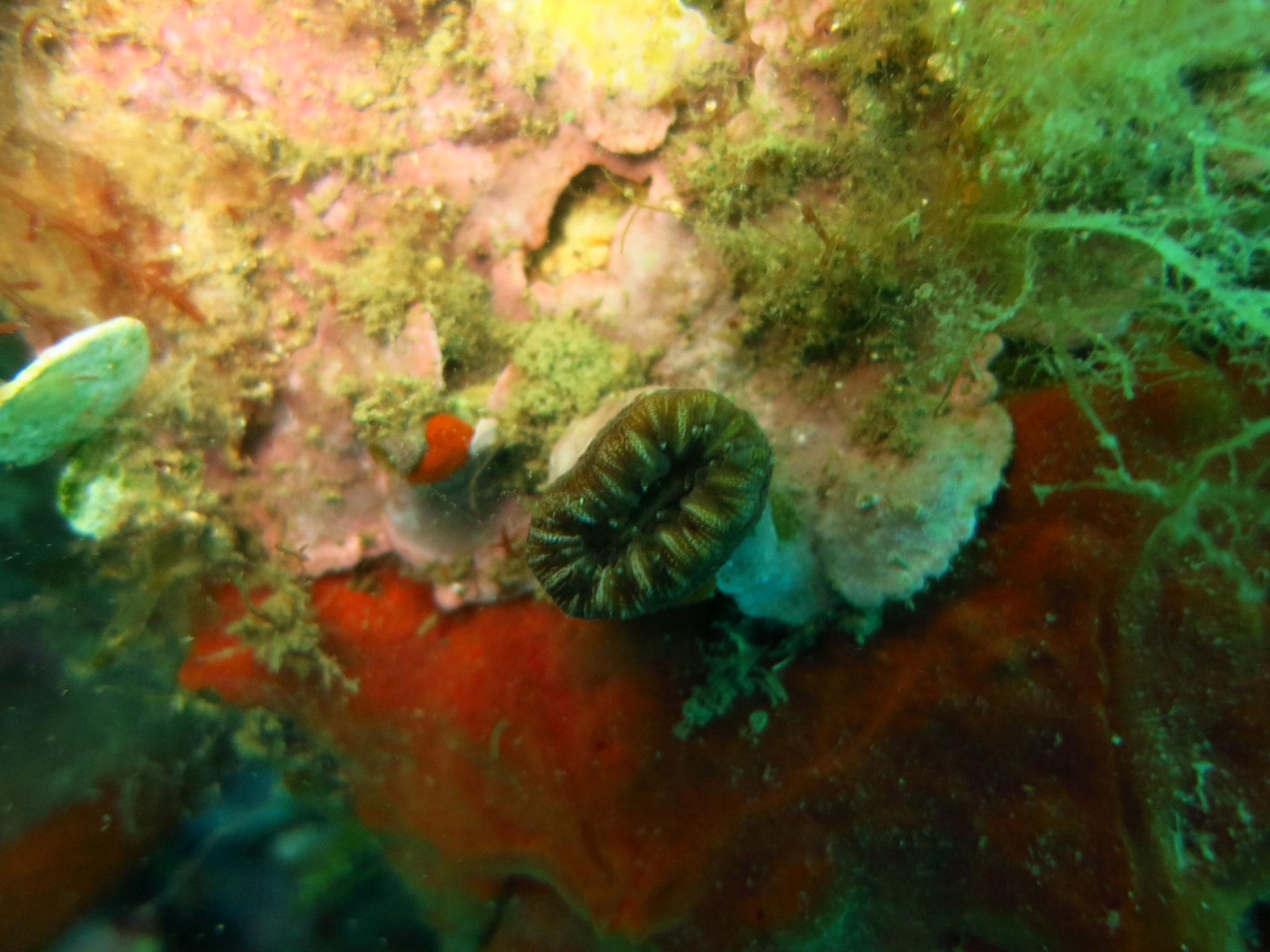 Dent de cochon ? Balanophyllia (Balanophyllia) europaea