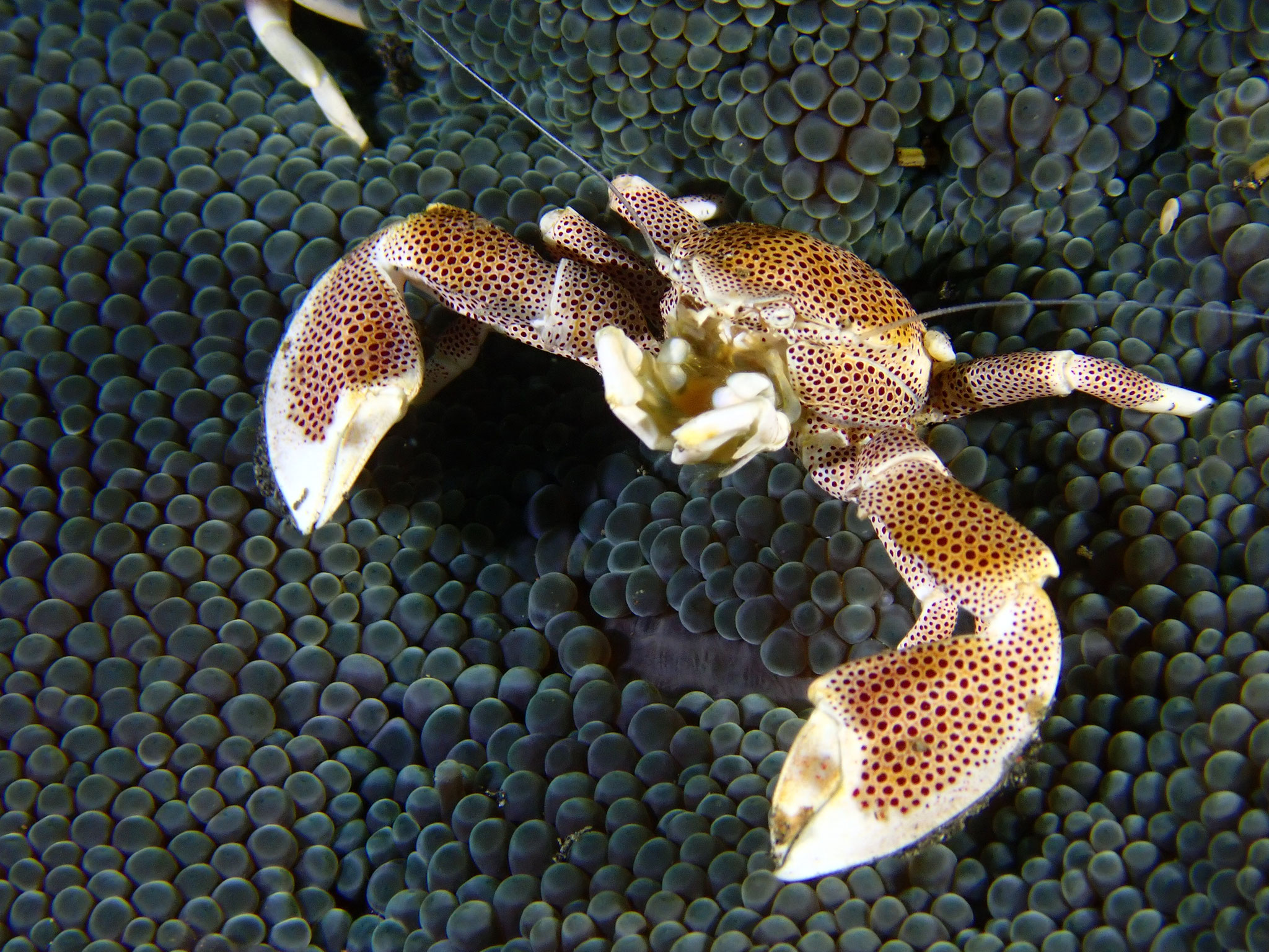 CCrabe-porcelaine Neopetrolisthes maculatus