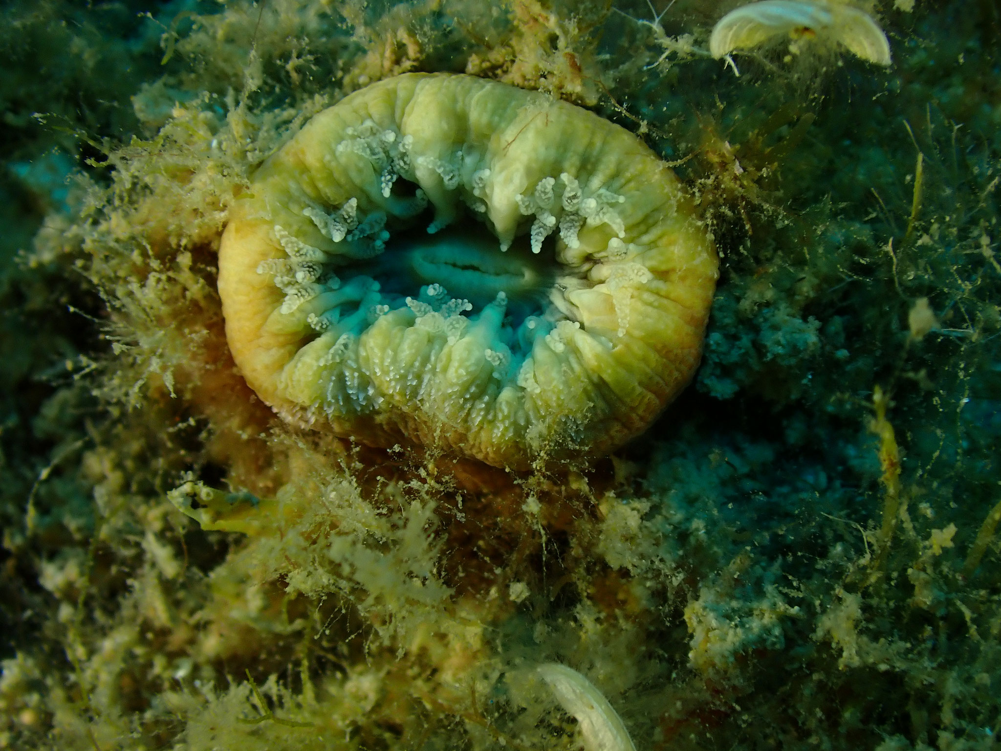 Dent de cochon Balanophyllia (Balanophyllia) europaea