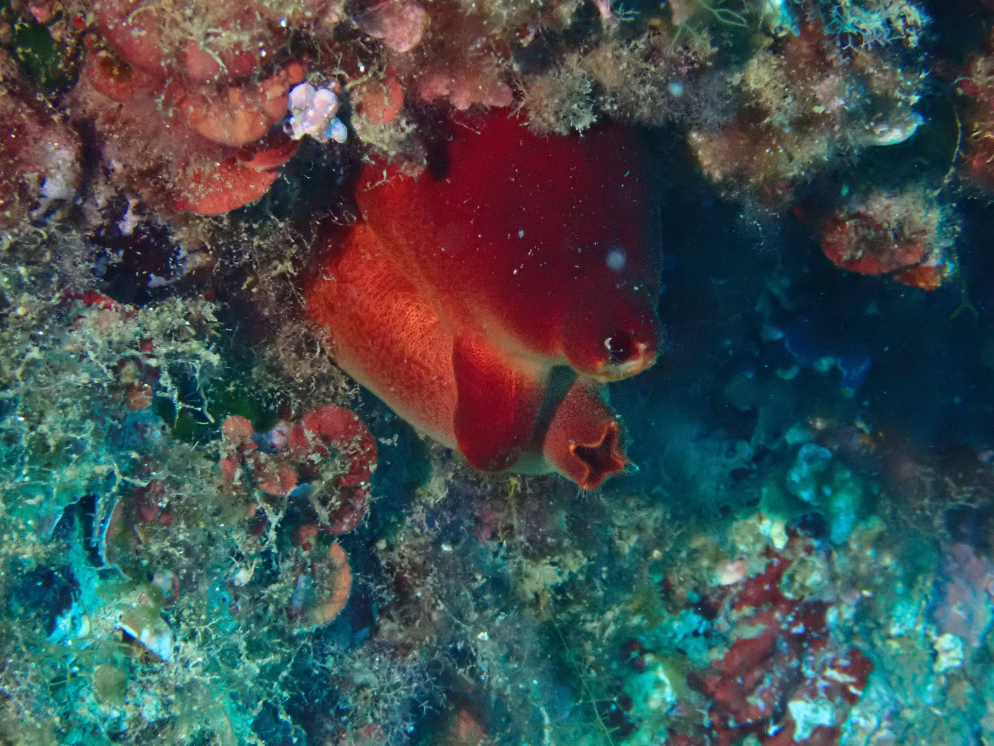 Ascidie rouge Halocynthia papillosa