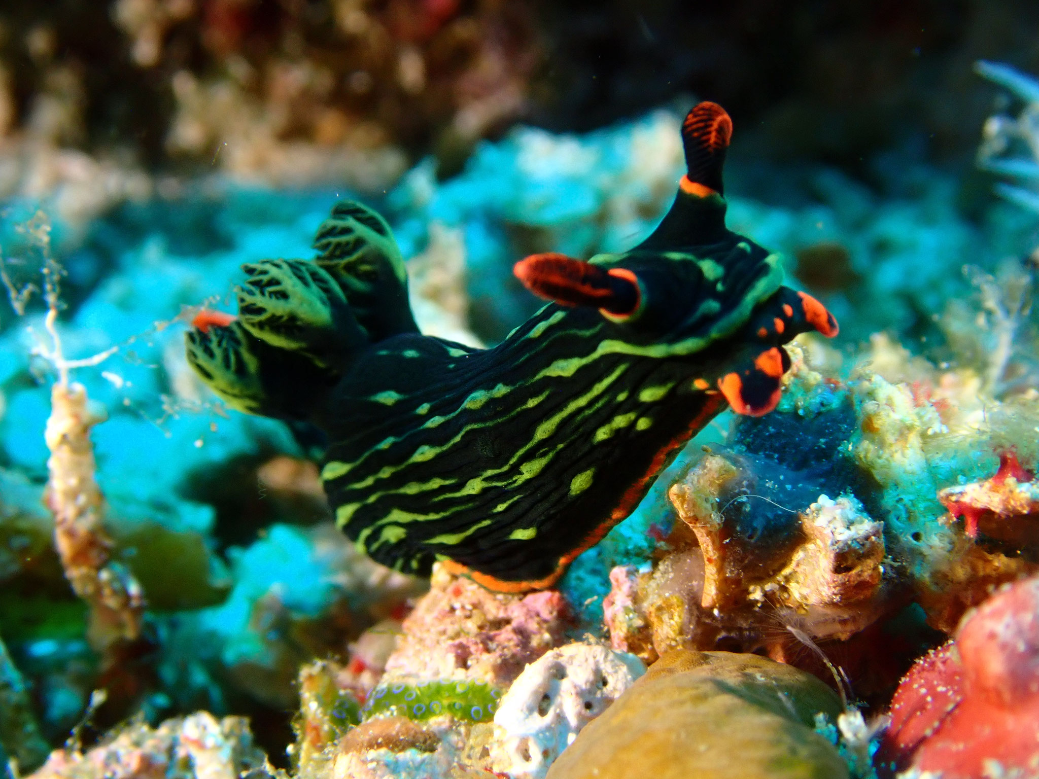 Nembrotha  de Kubari Nembrotha kubaryana