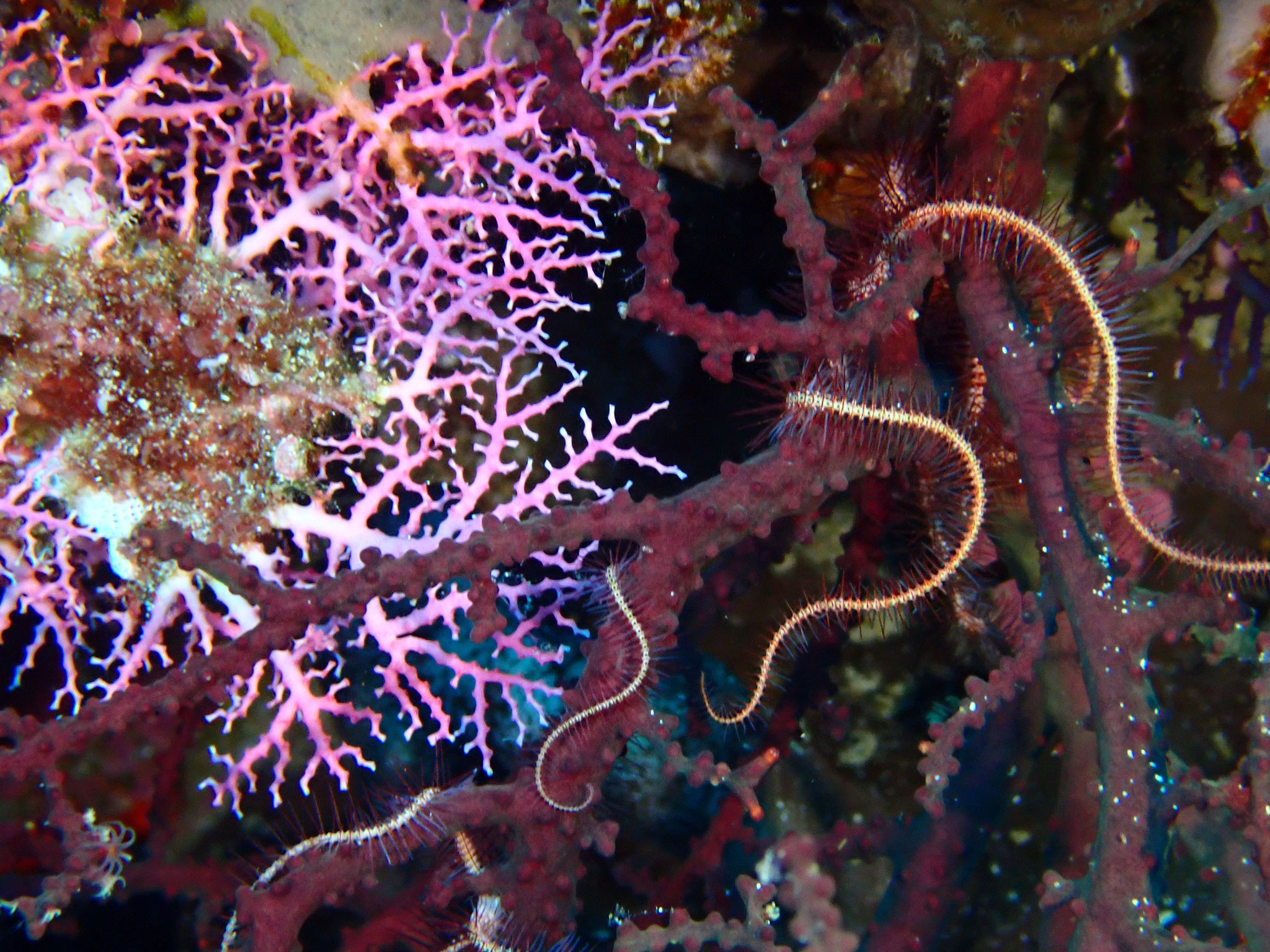 Ophiure hérissée Ophiothrix purpurea