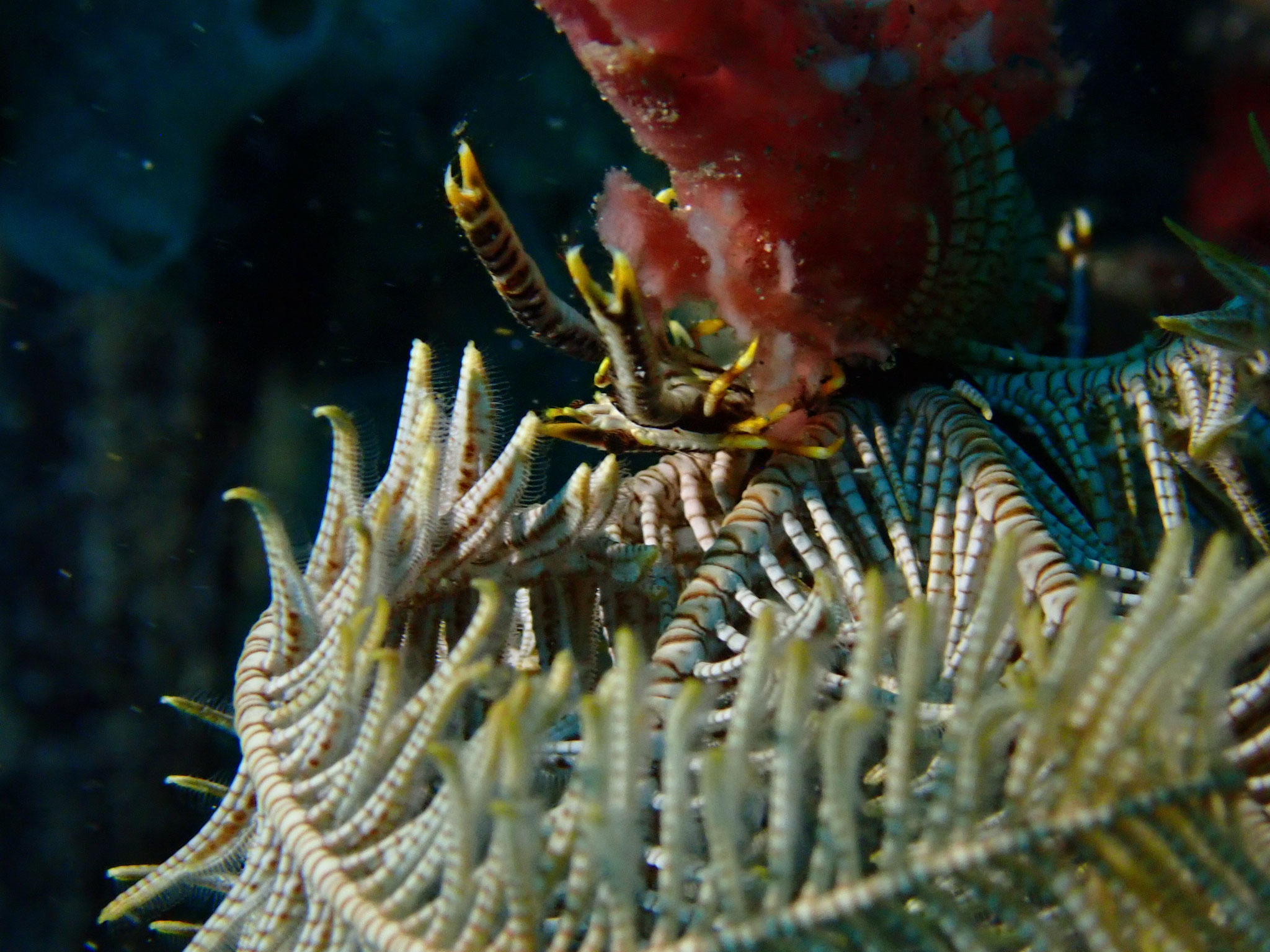 Crevette commensale de comatule Laomenes sp.