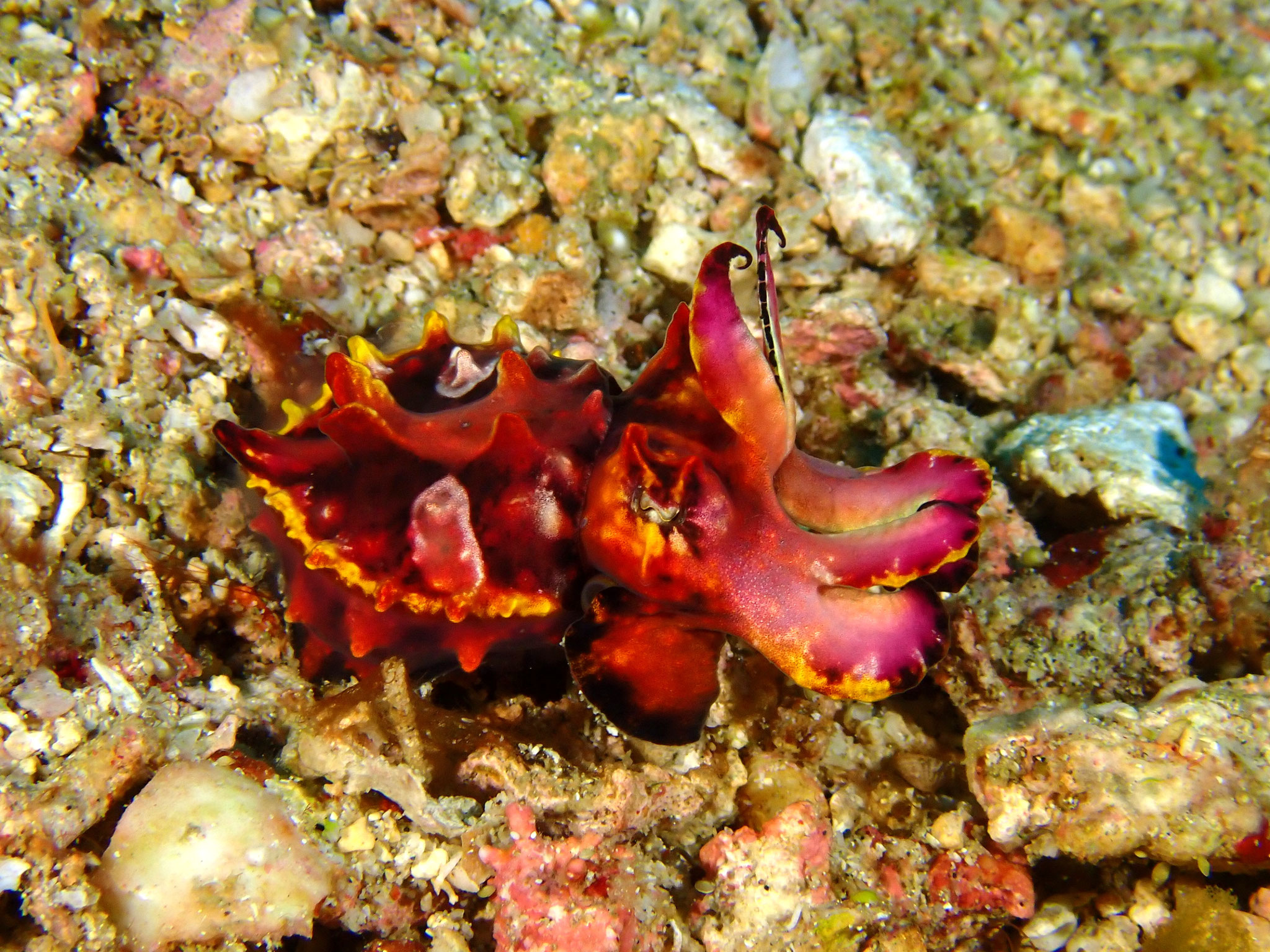 Seiche flamboyante Metasepia pfefferi 