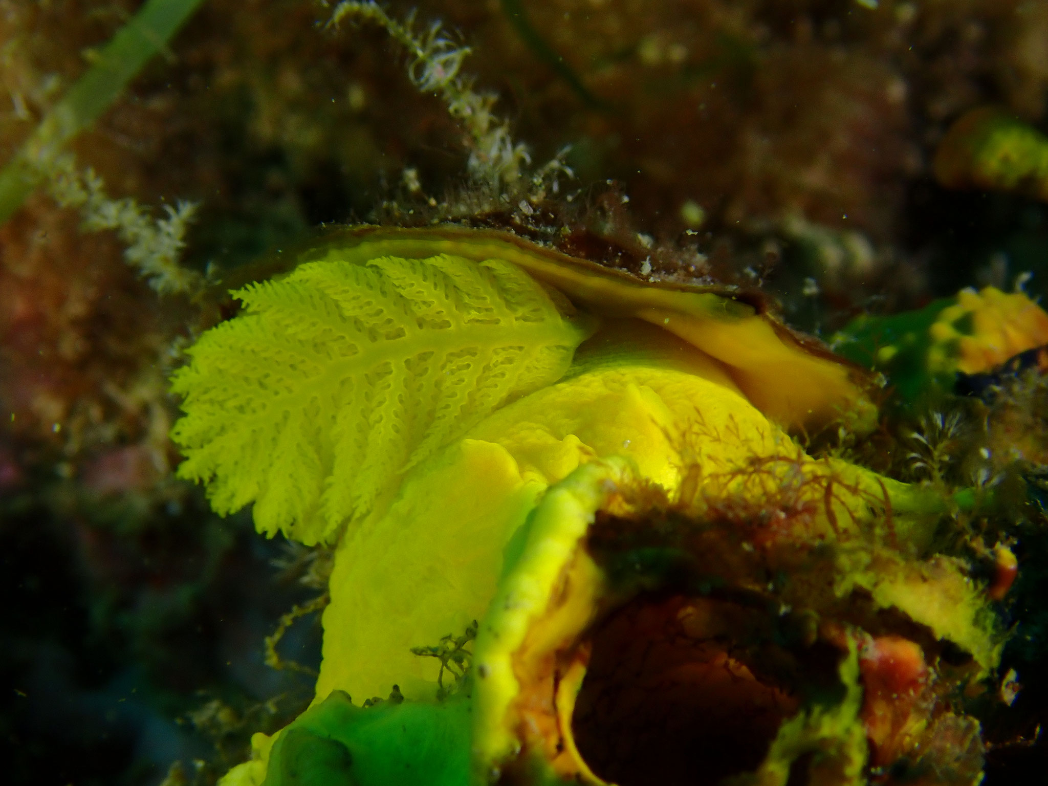 Tylodine jaune Tylodina perversa