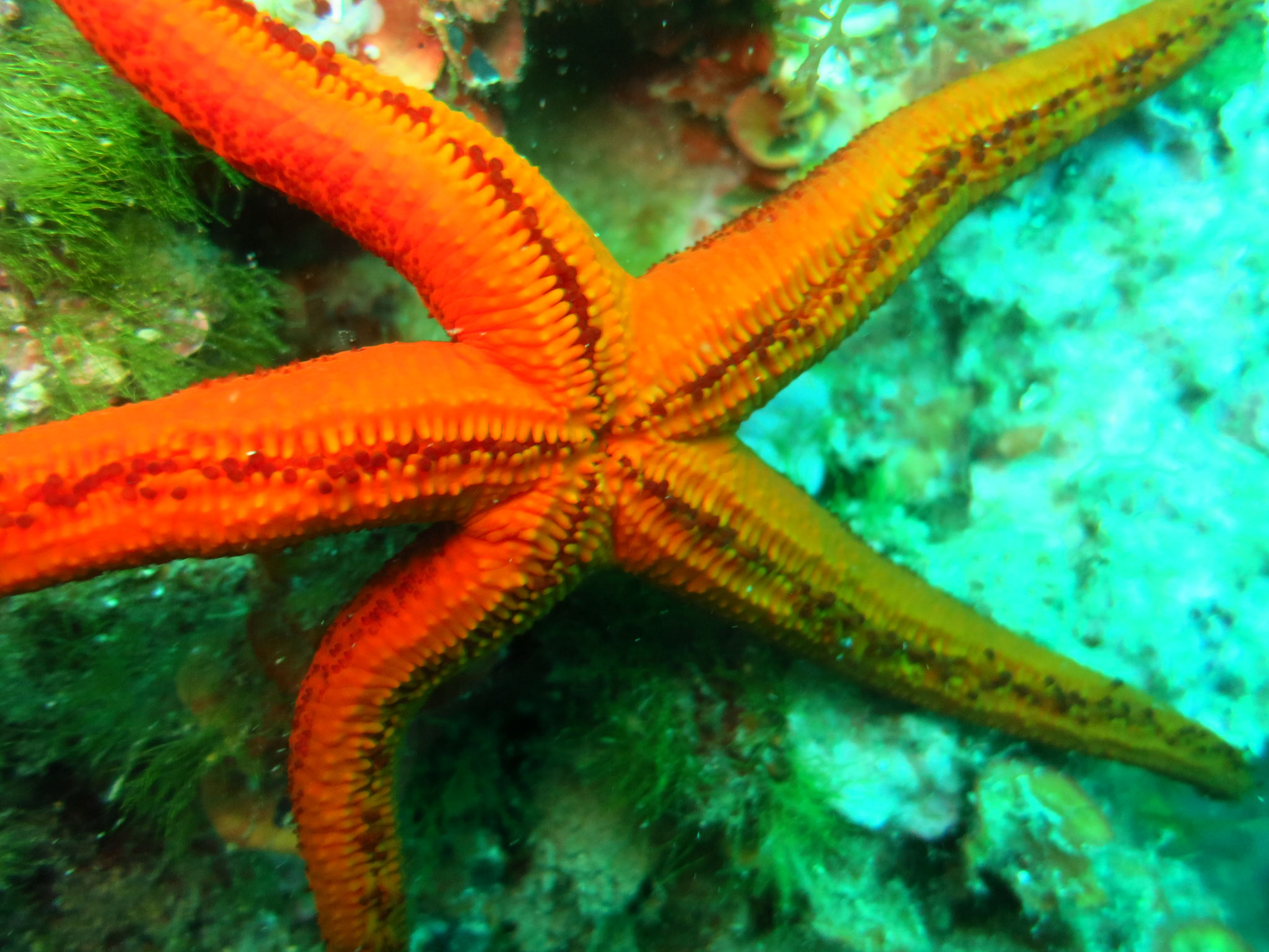 étoile de mer rouge face orale