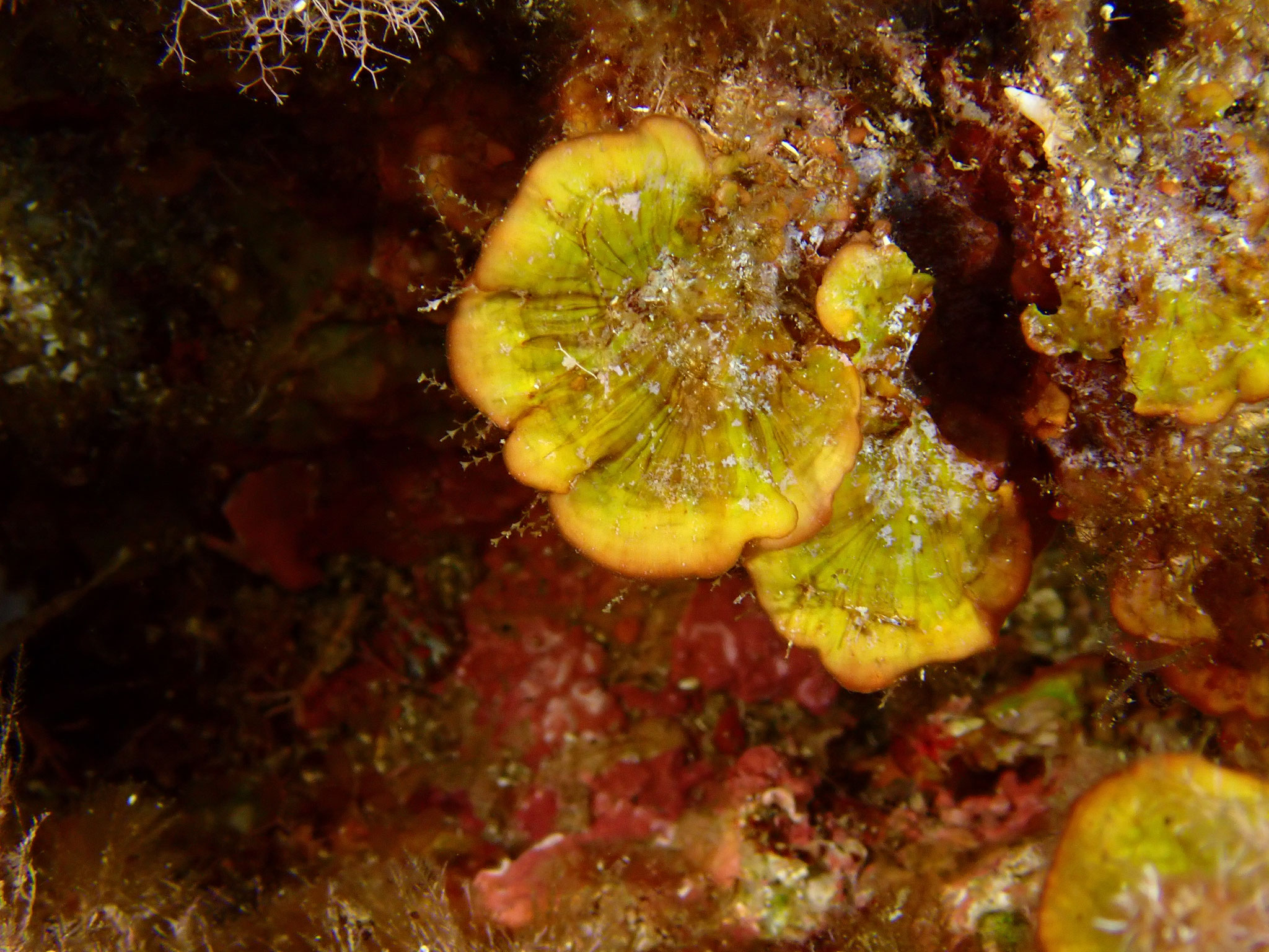 Peyssonnelia Peyssonnelia squamaria, Incantu