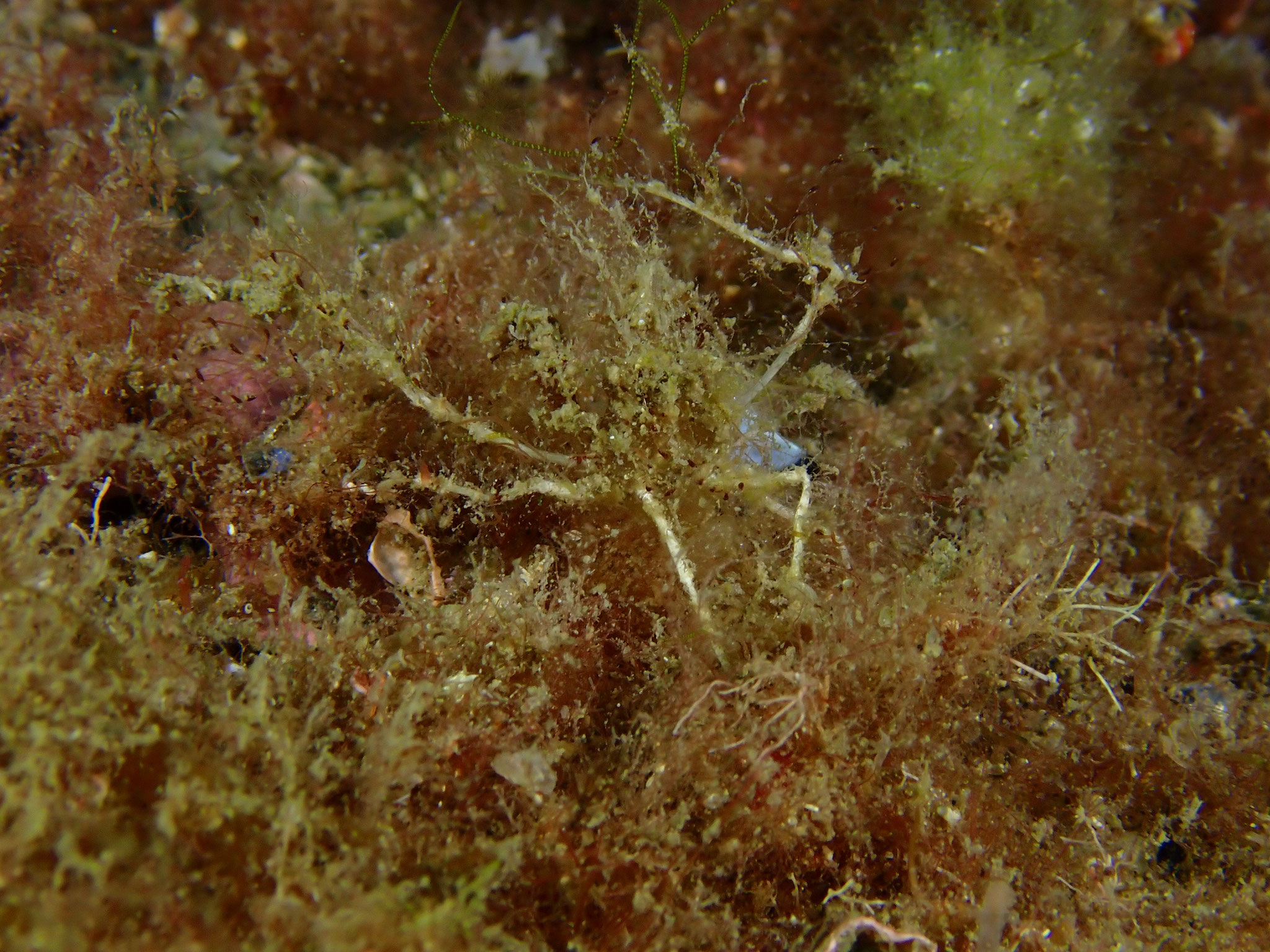 Macropode de Linares (proposition) Macropodia linaresi