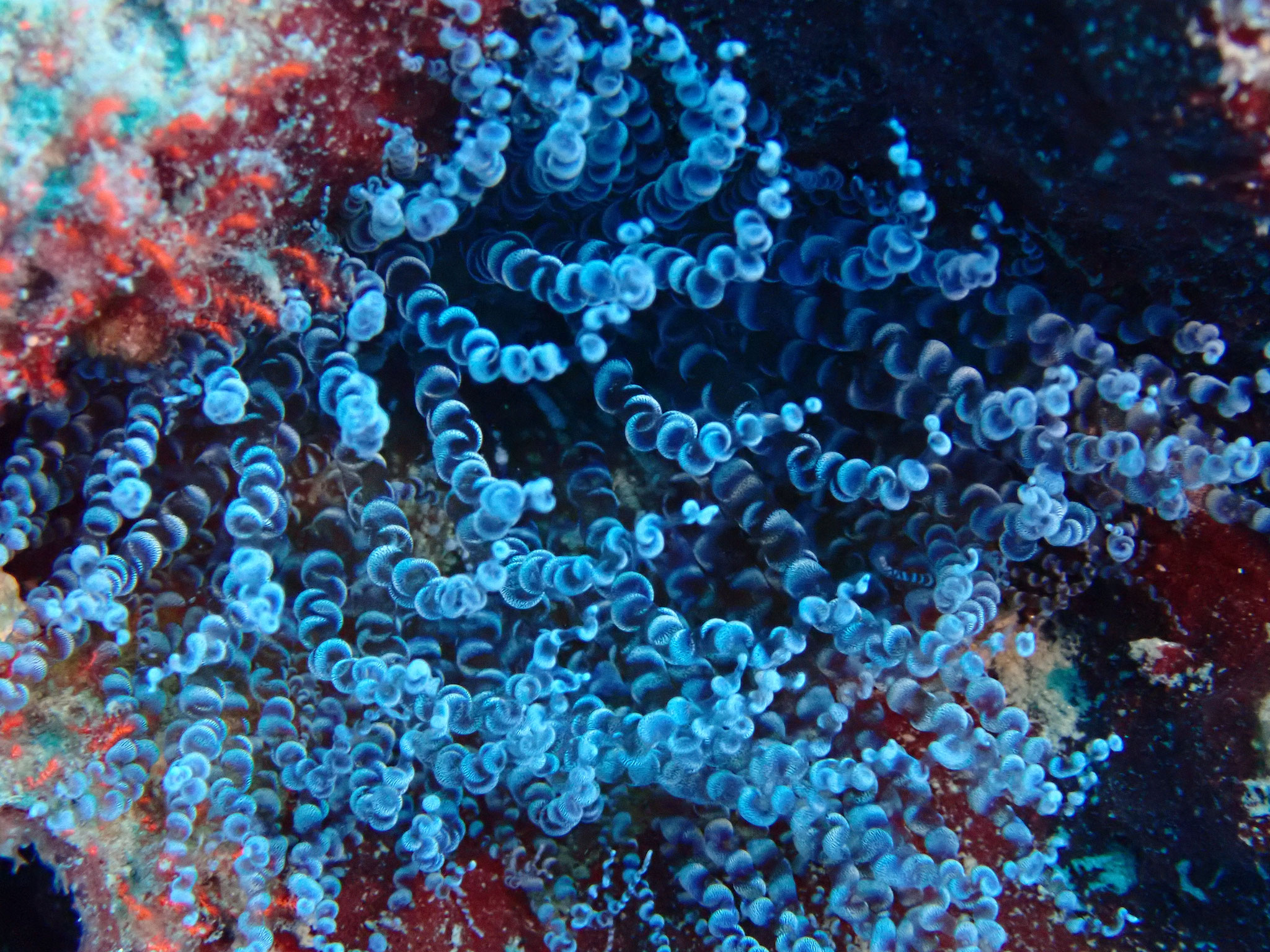 Anémone serpentin rasta Bartholomea annulata - Martinique