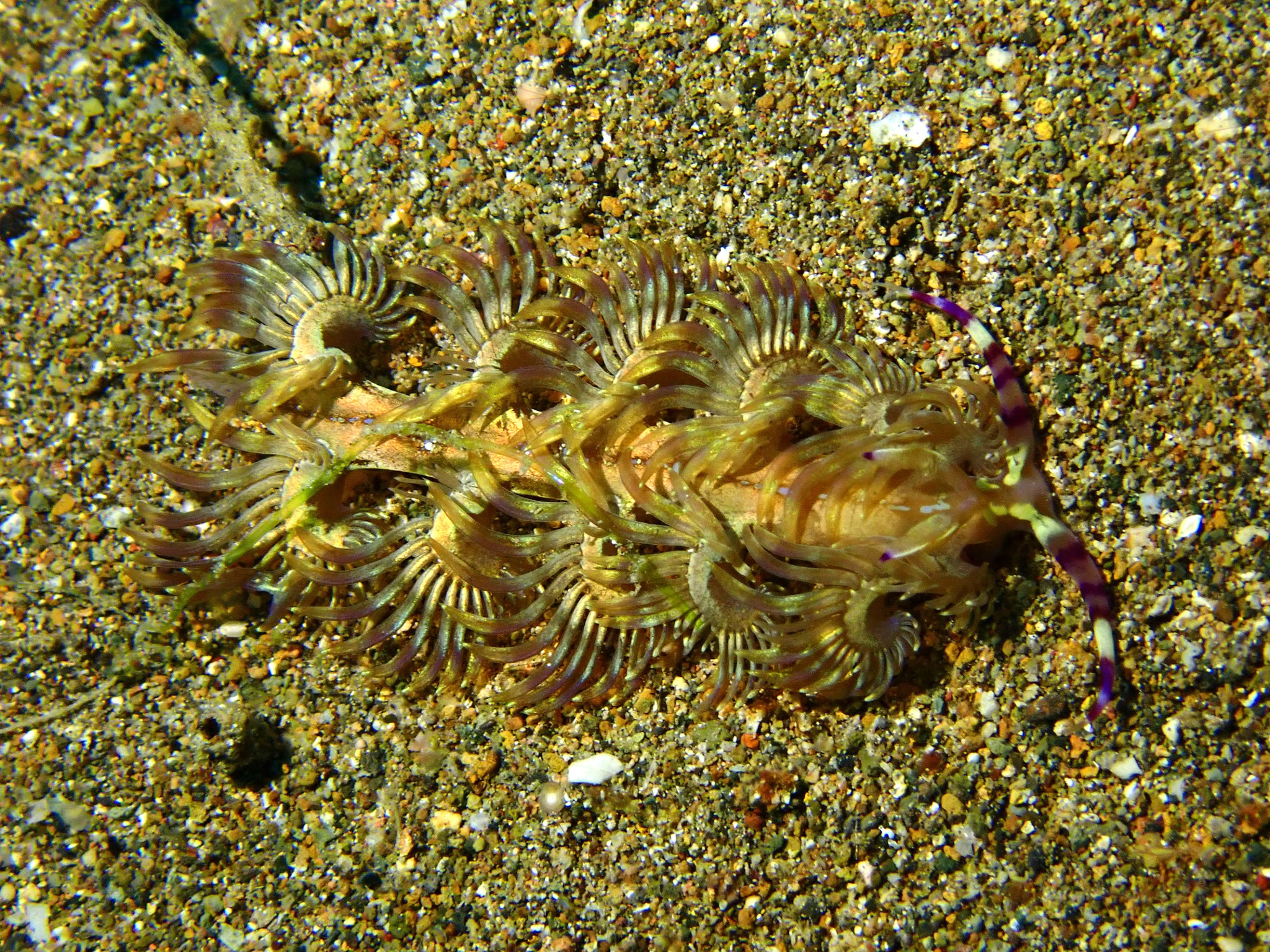 Dragon bleu Pteraeolidia semperi